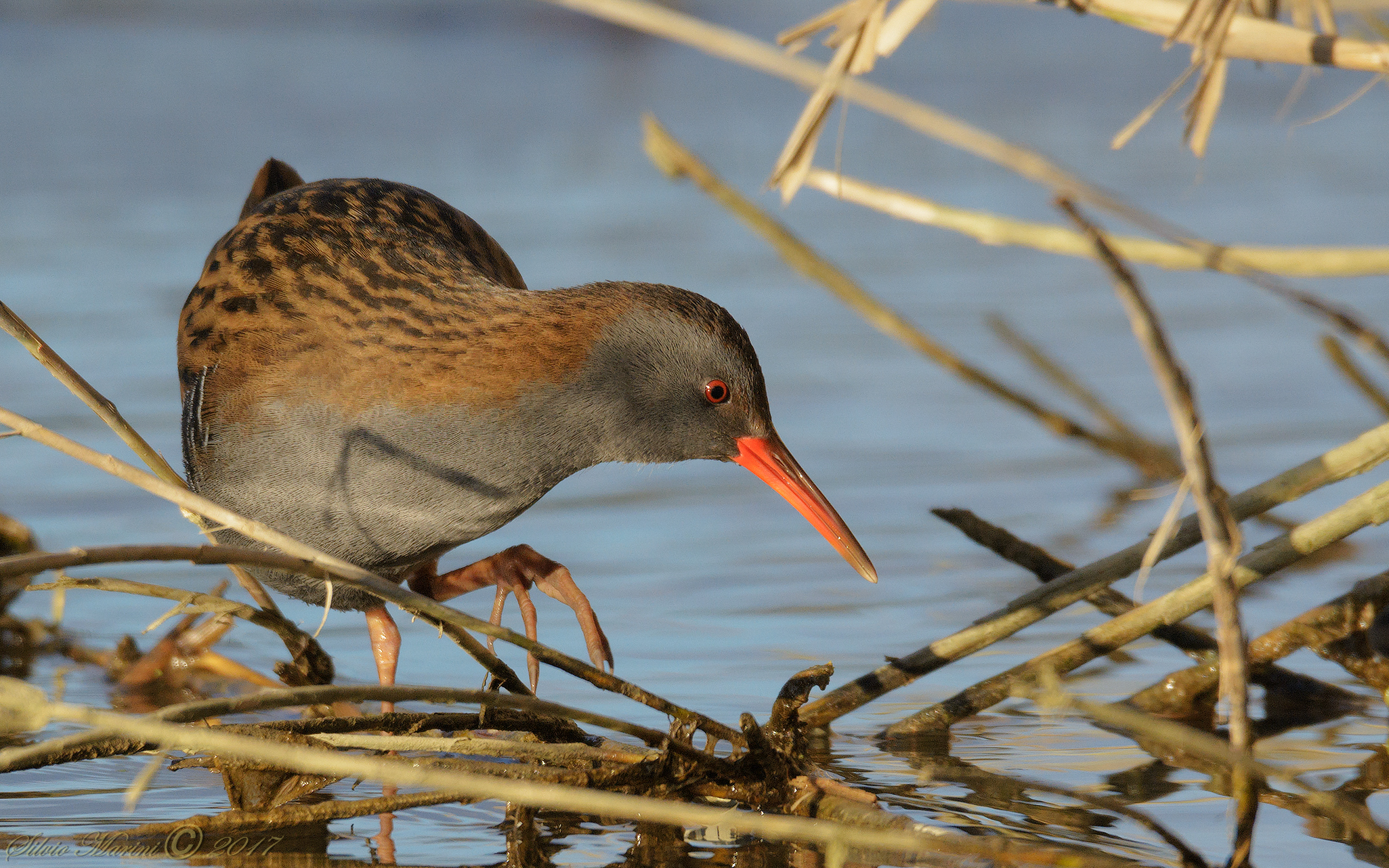 Porciglione (Rallus acquaticus)