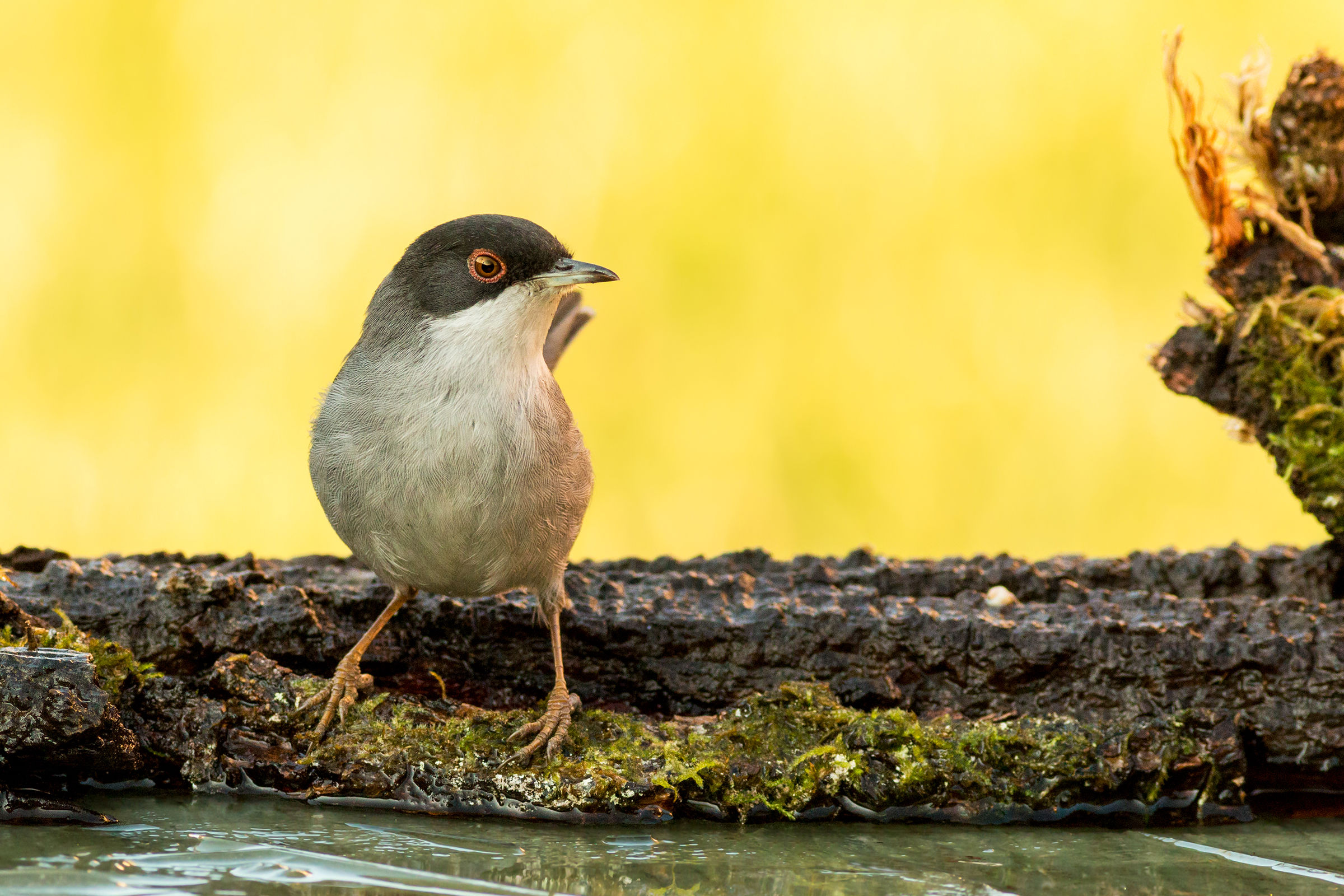 the Sardinian warbler and the frozen pond