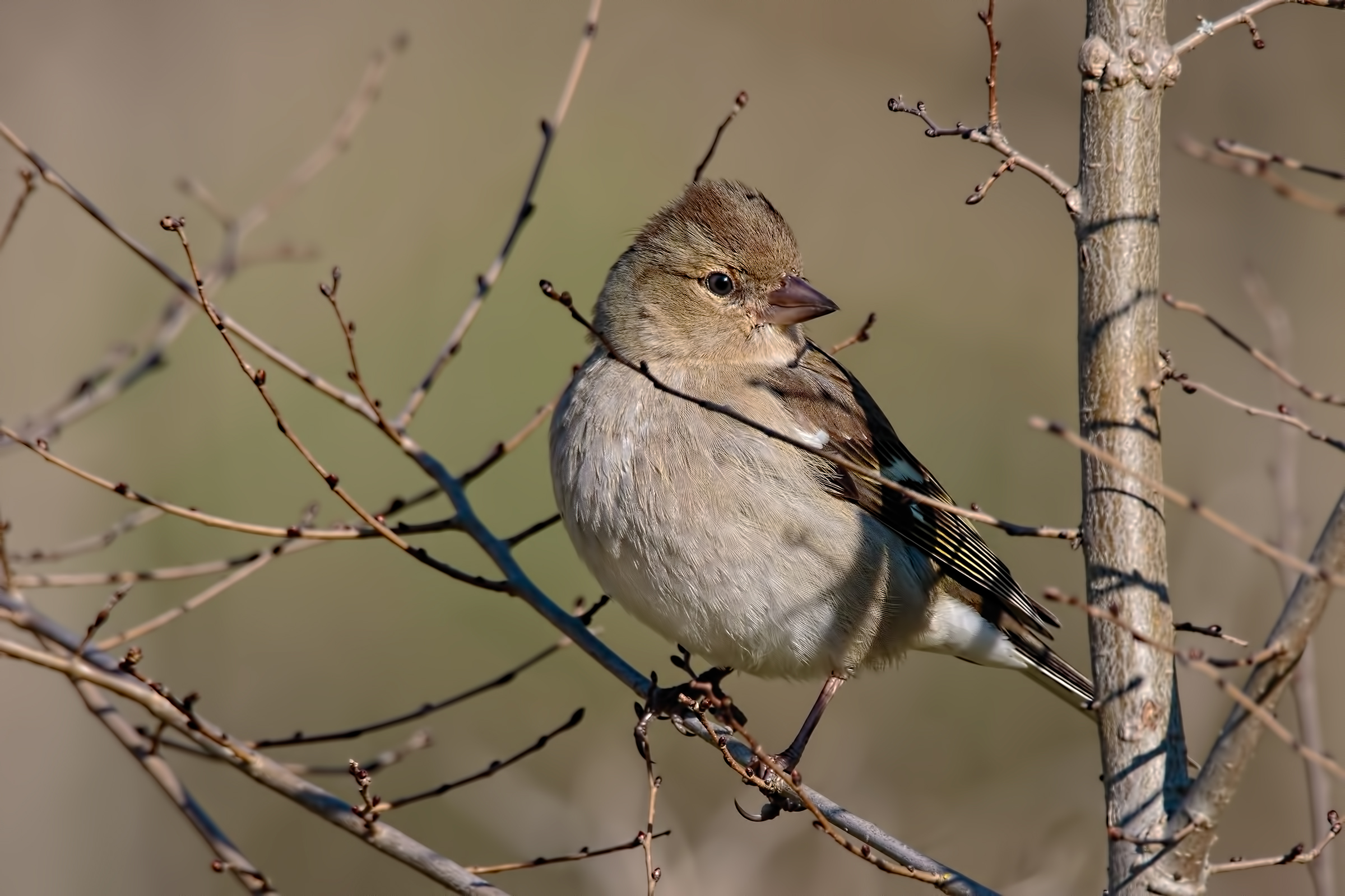 Chaffinch female set