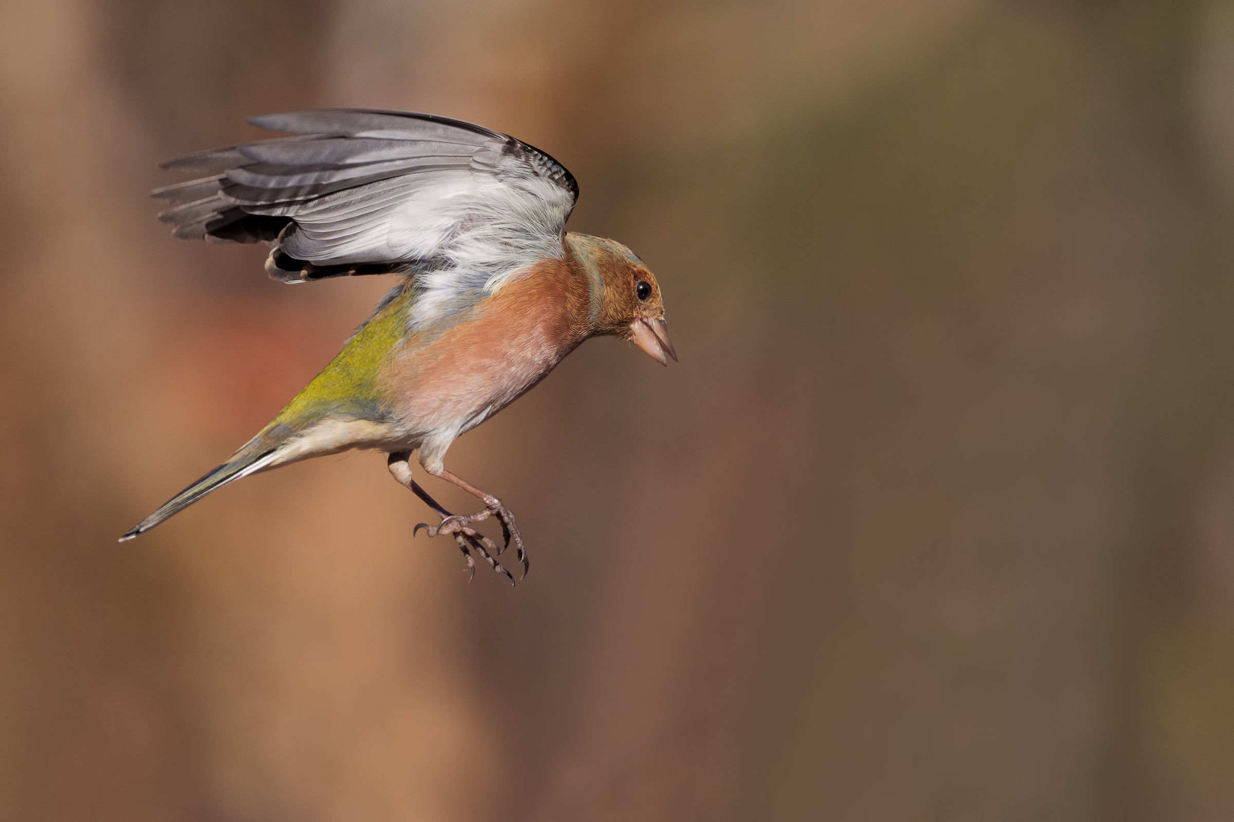 Chaffinch in flight