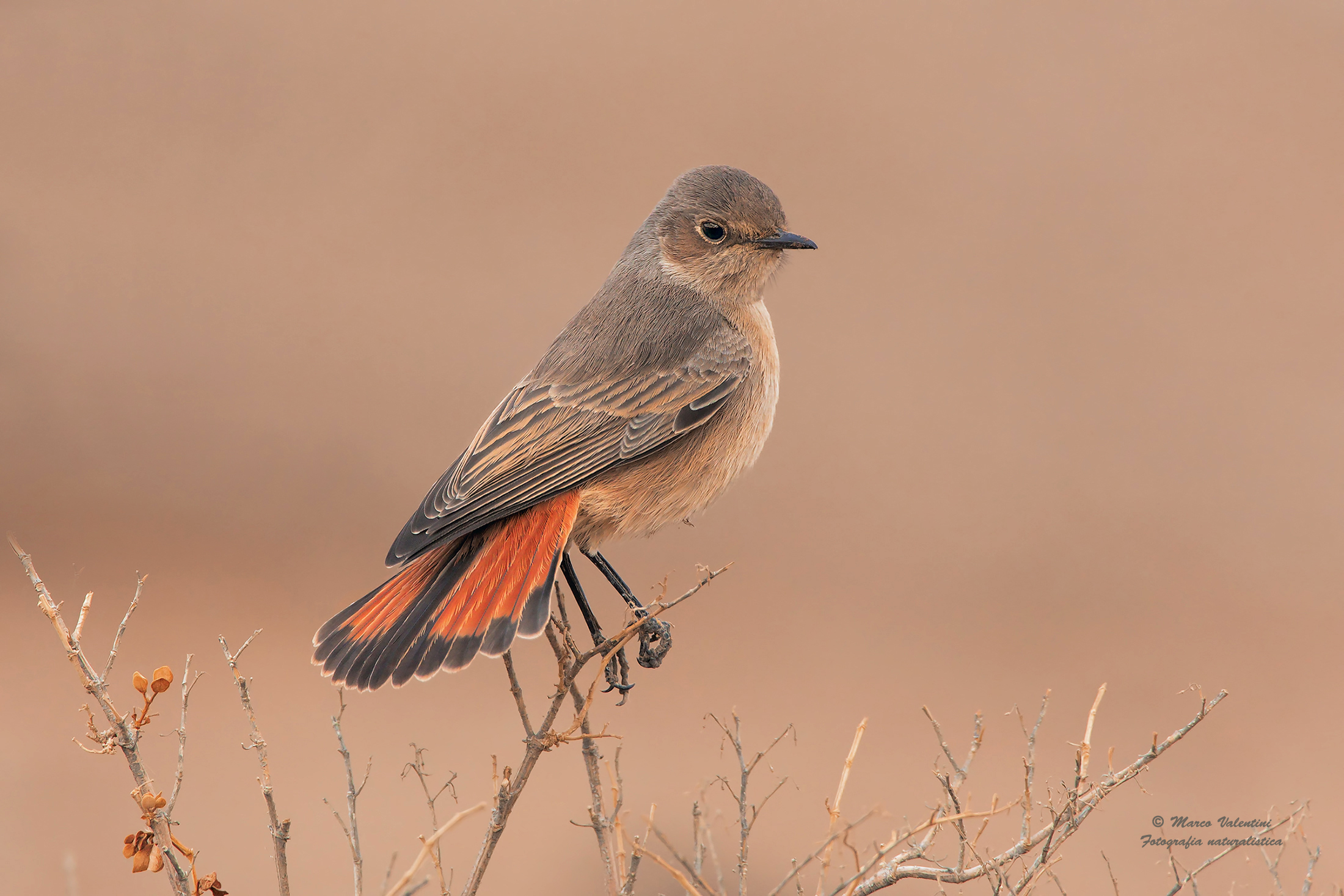 Familiar chat - Family Codinero