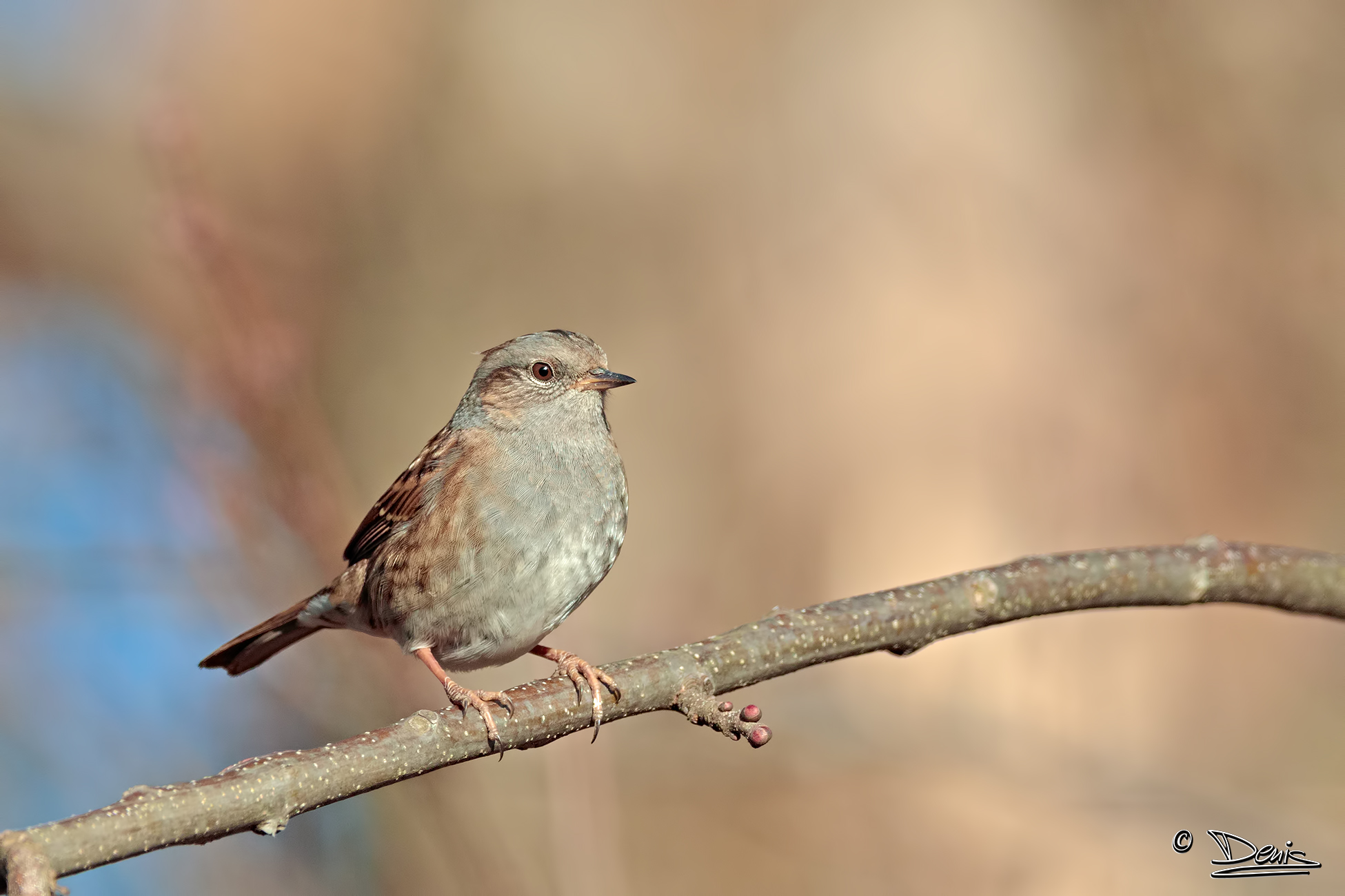 Dunnock