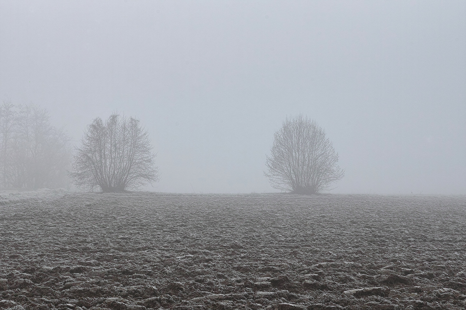 Fratelli (quasi) gemelli