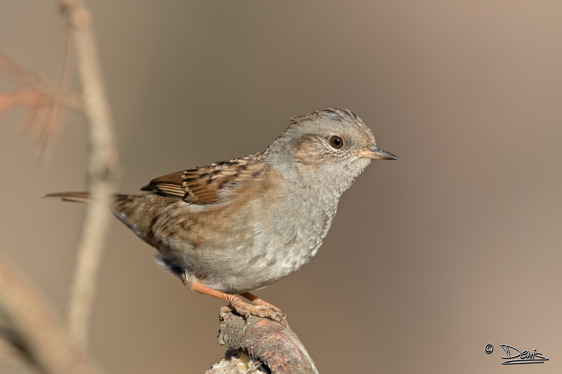 Dunnock!
