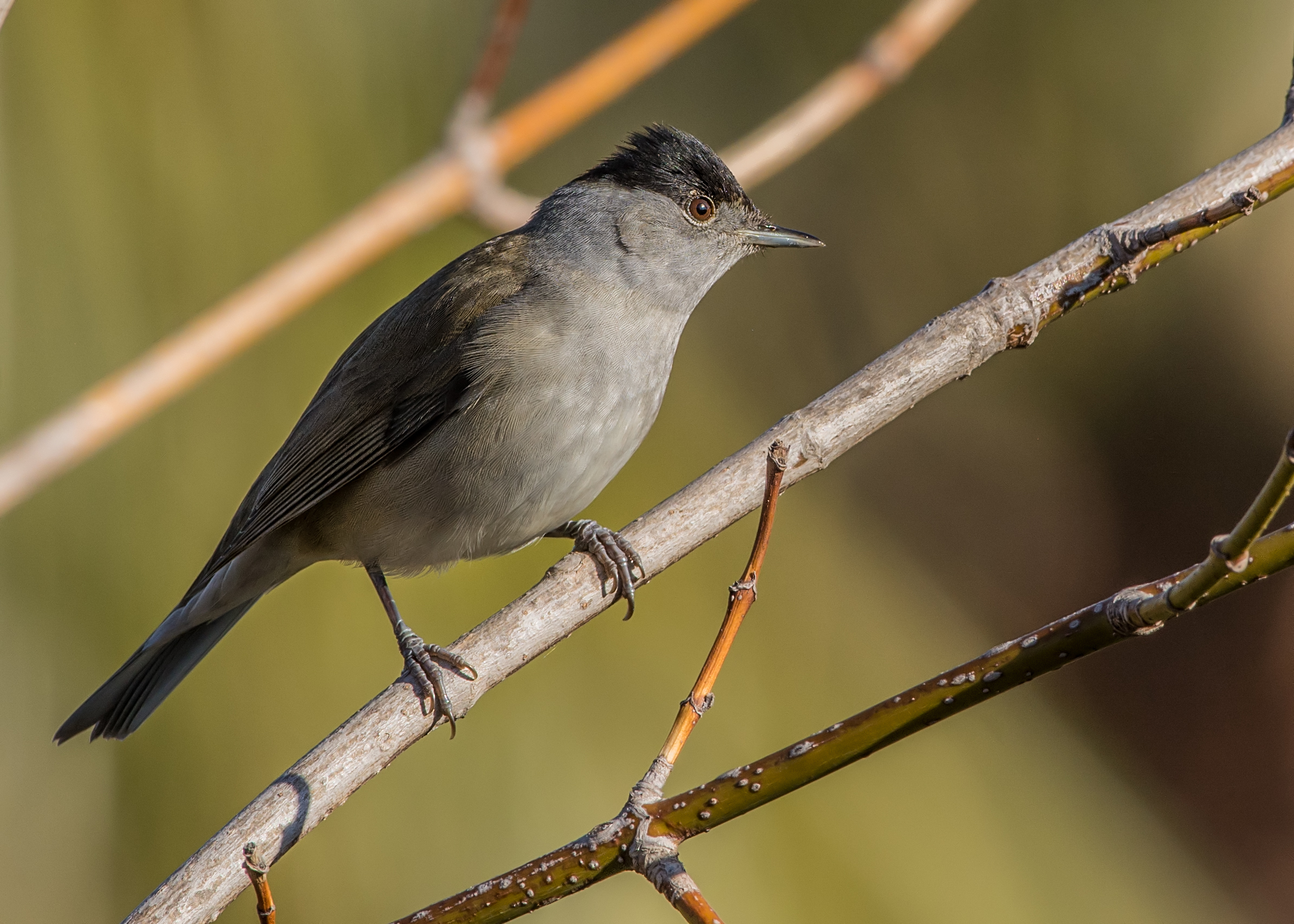 Blackcap