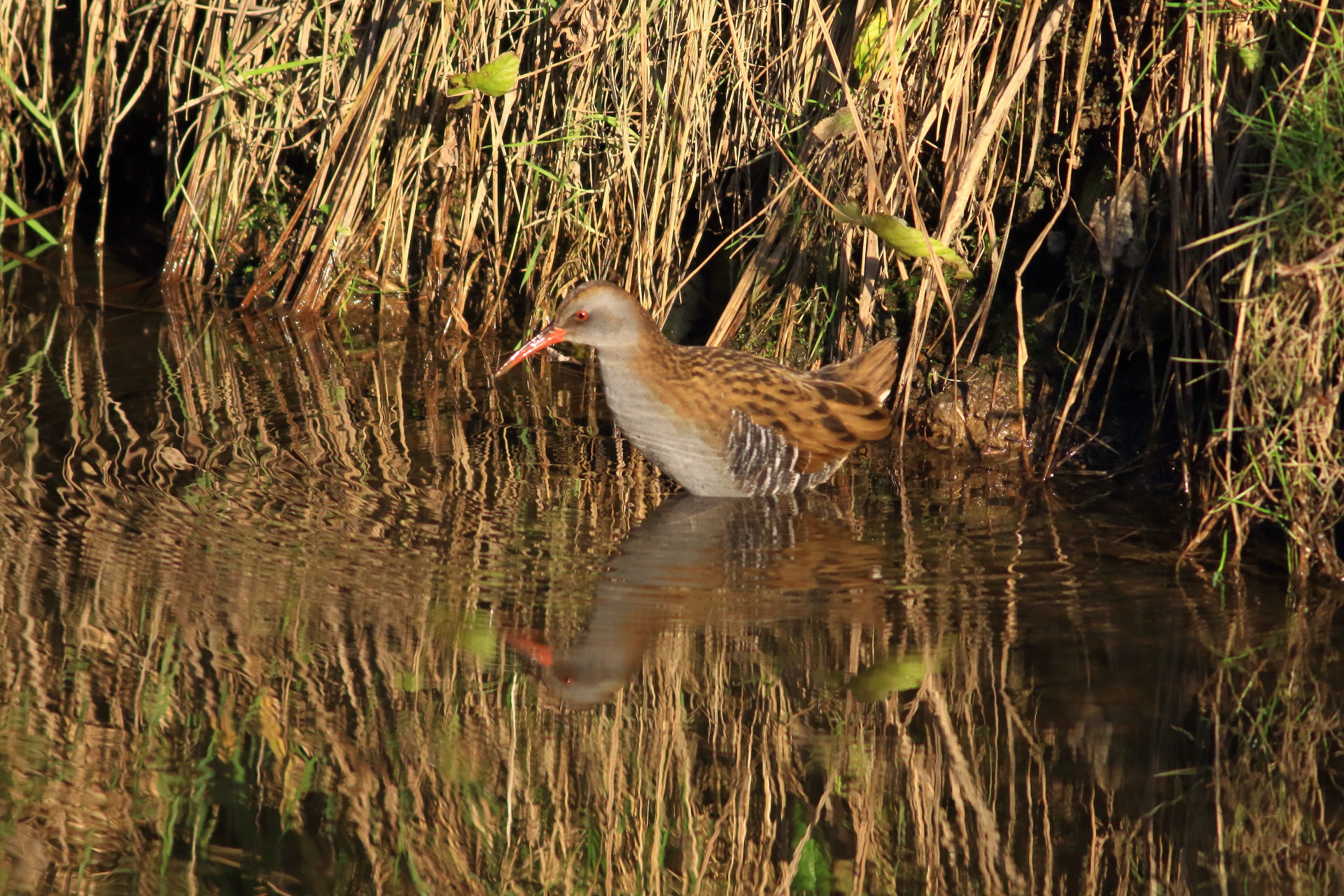 Water Rail