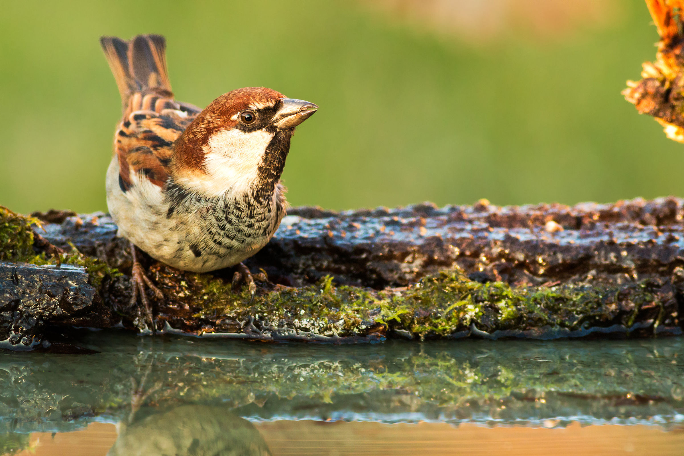 sparrow Italy to the pool