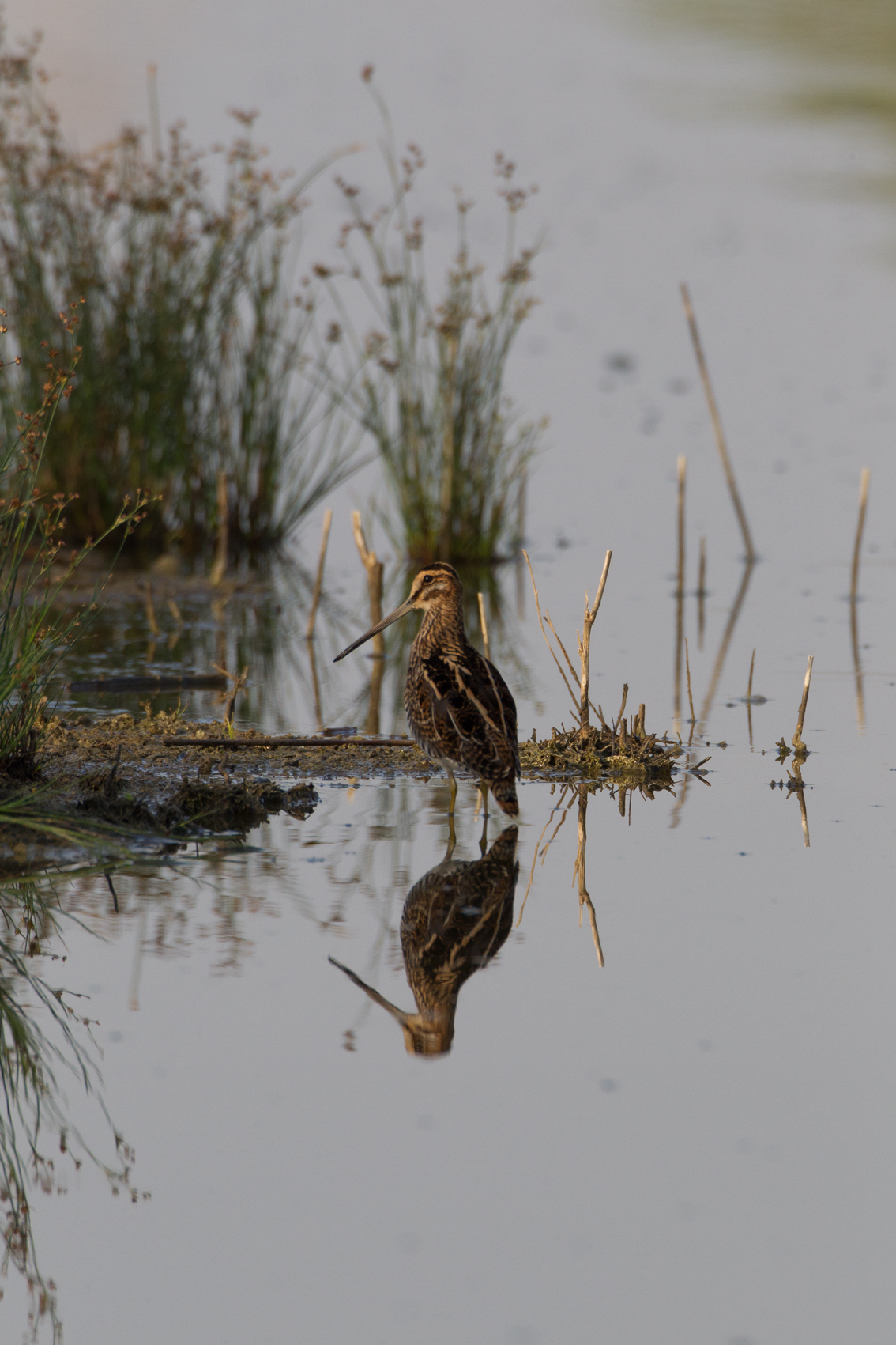 Testing millemillimetri