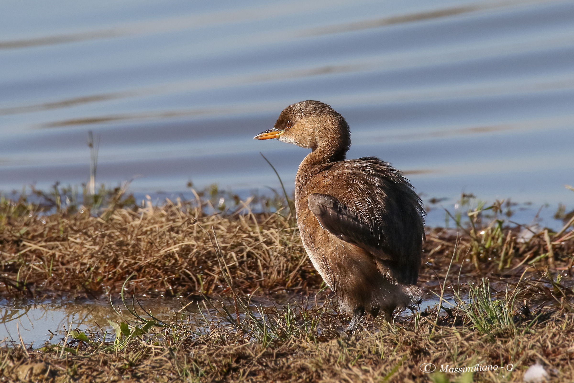 Little grebe