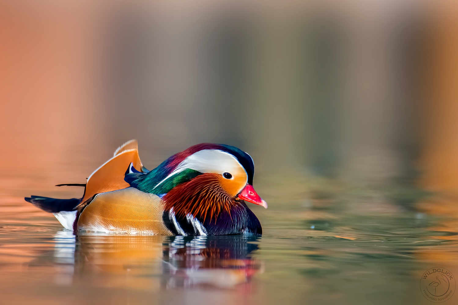 Explosion of colors ..