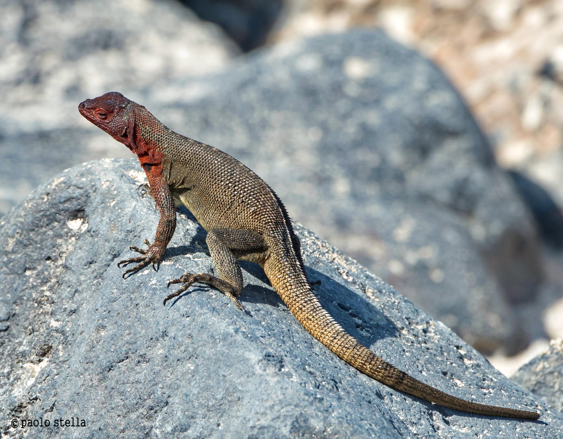 lava lizard,male