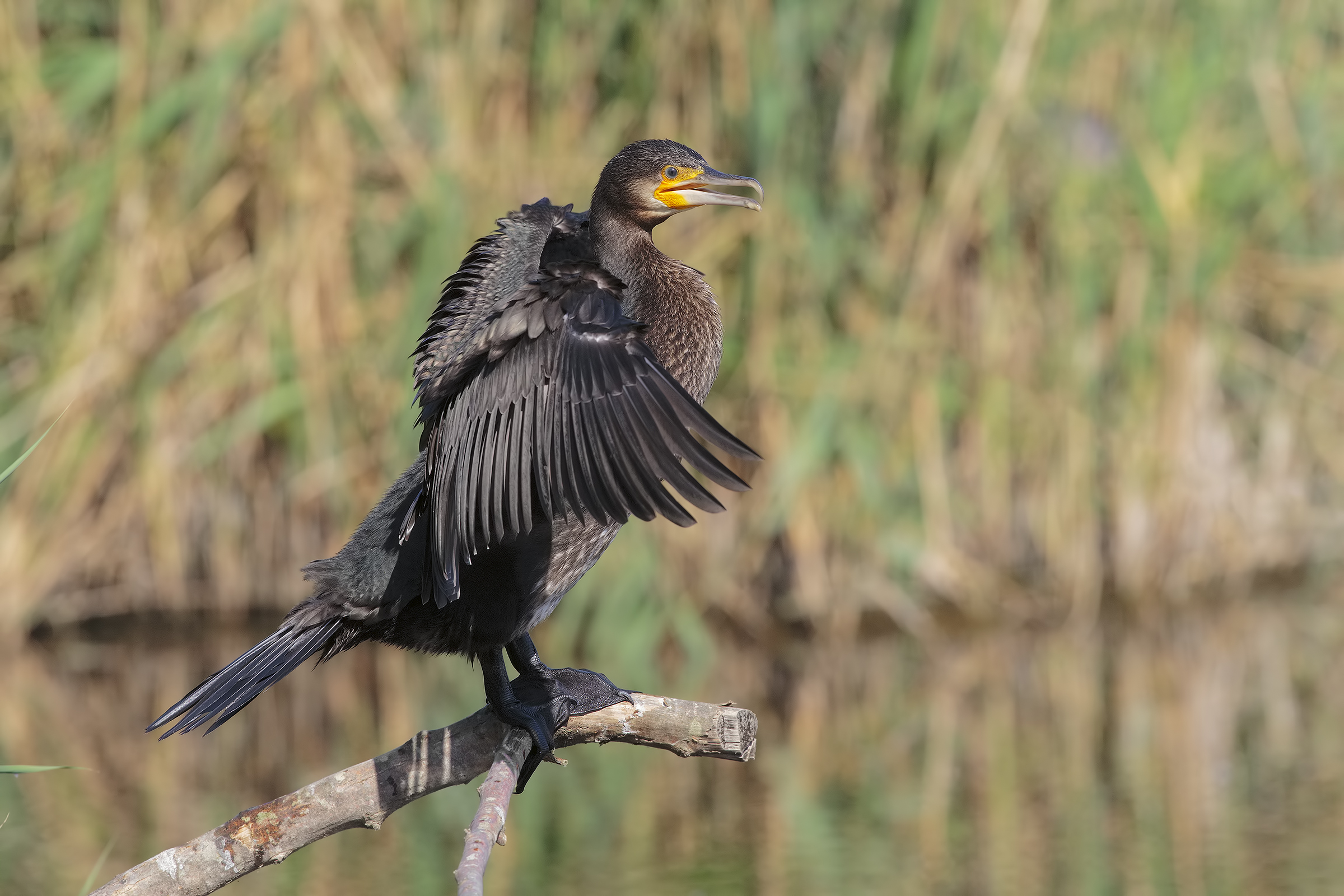 i miei cormorani...2