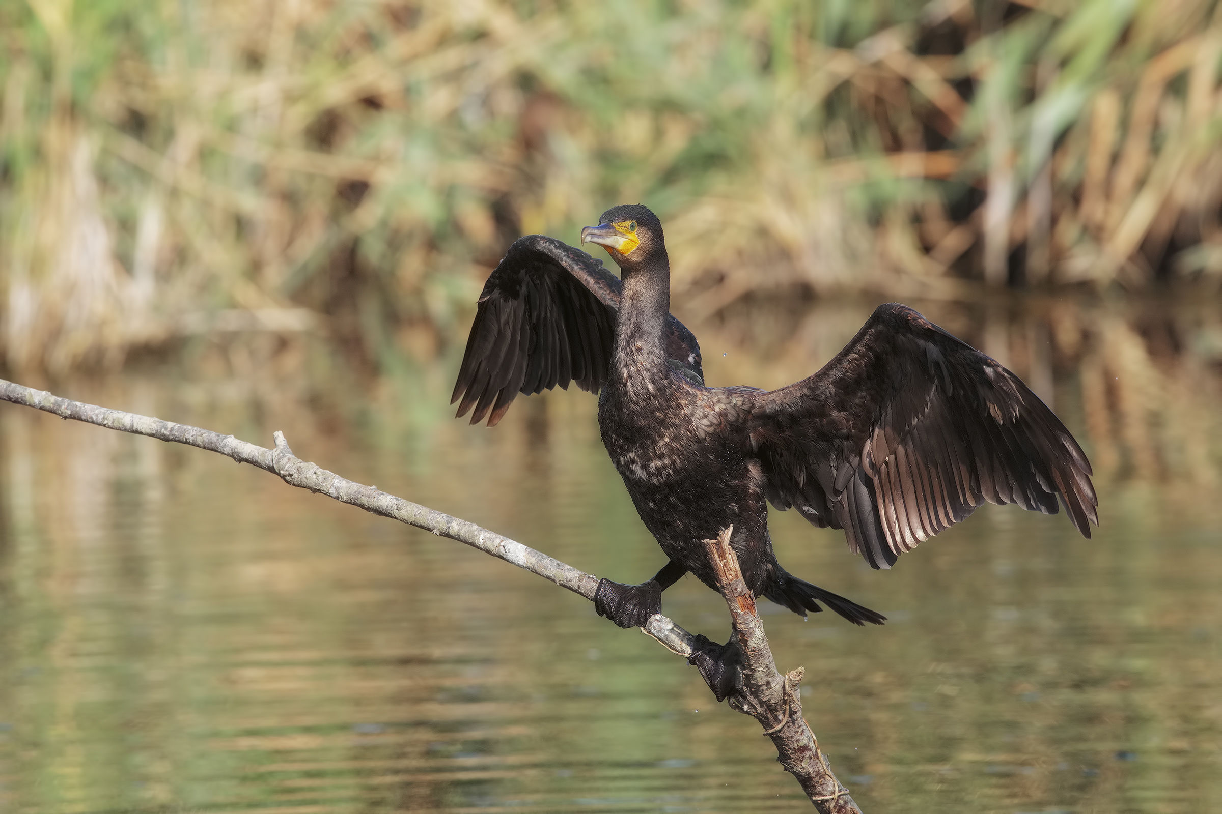 i miei cormorani...3