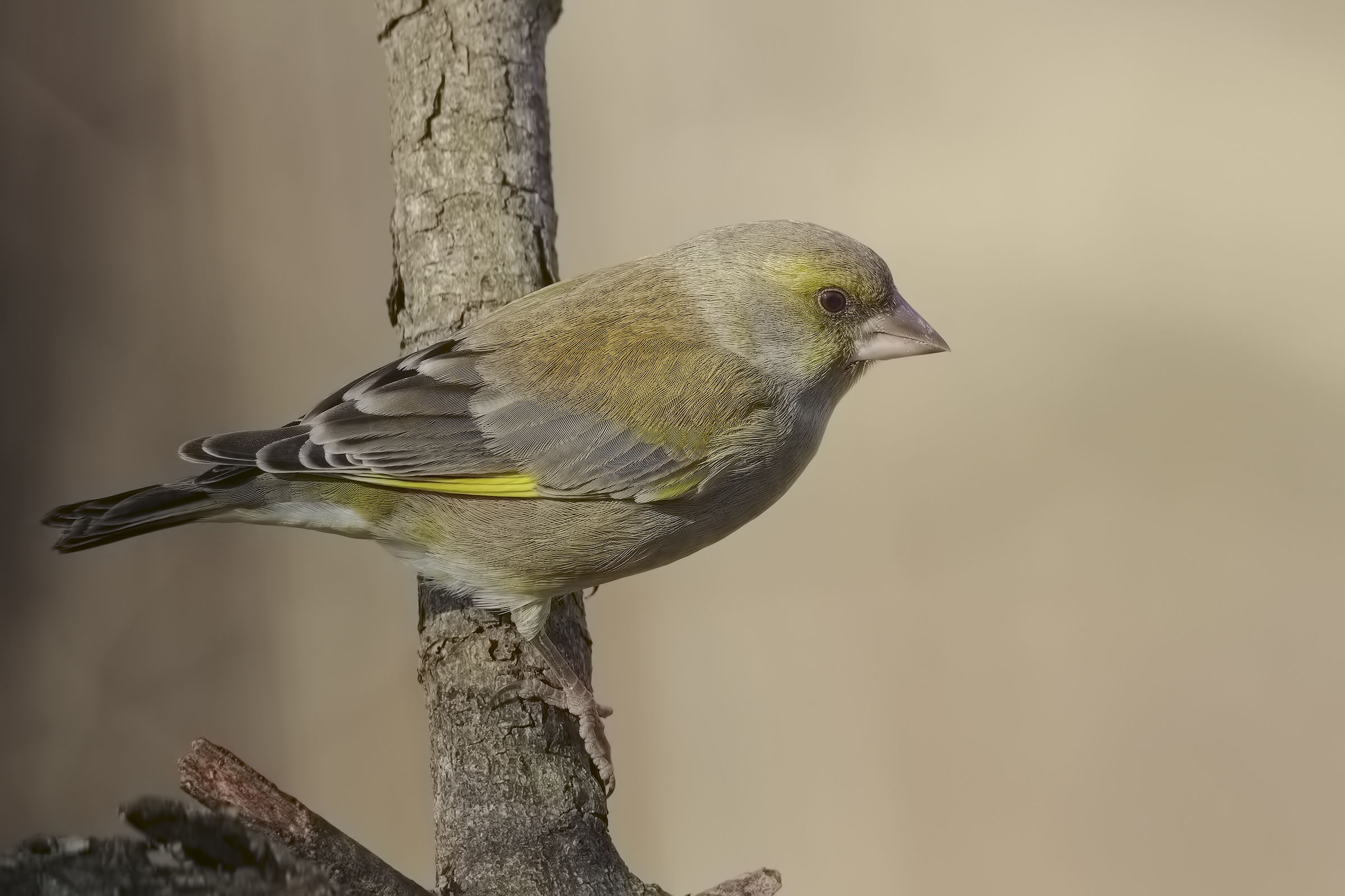osiamo di più....4000iso