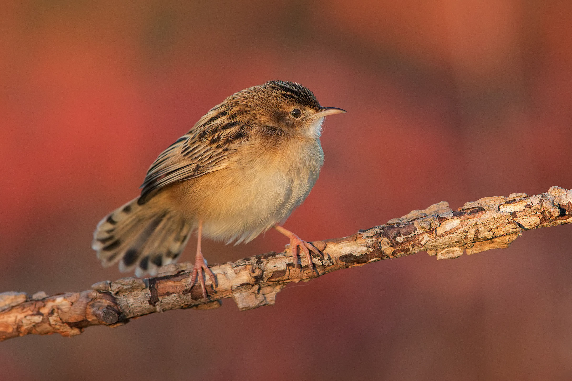 Beccamoschino, ultima luce, membrana abbassata