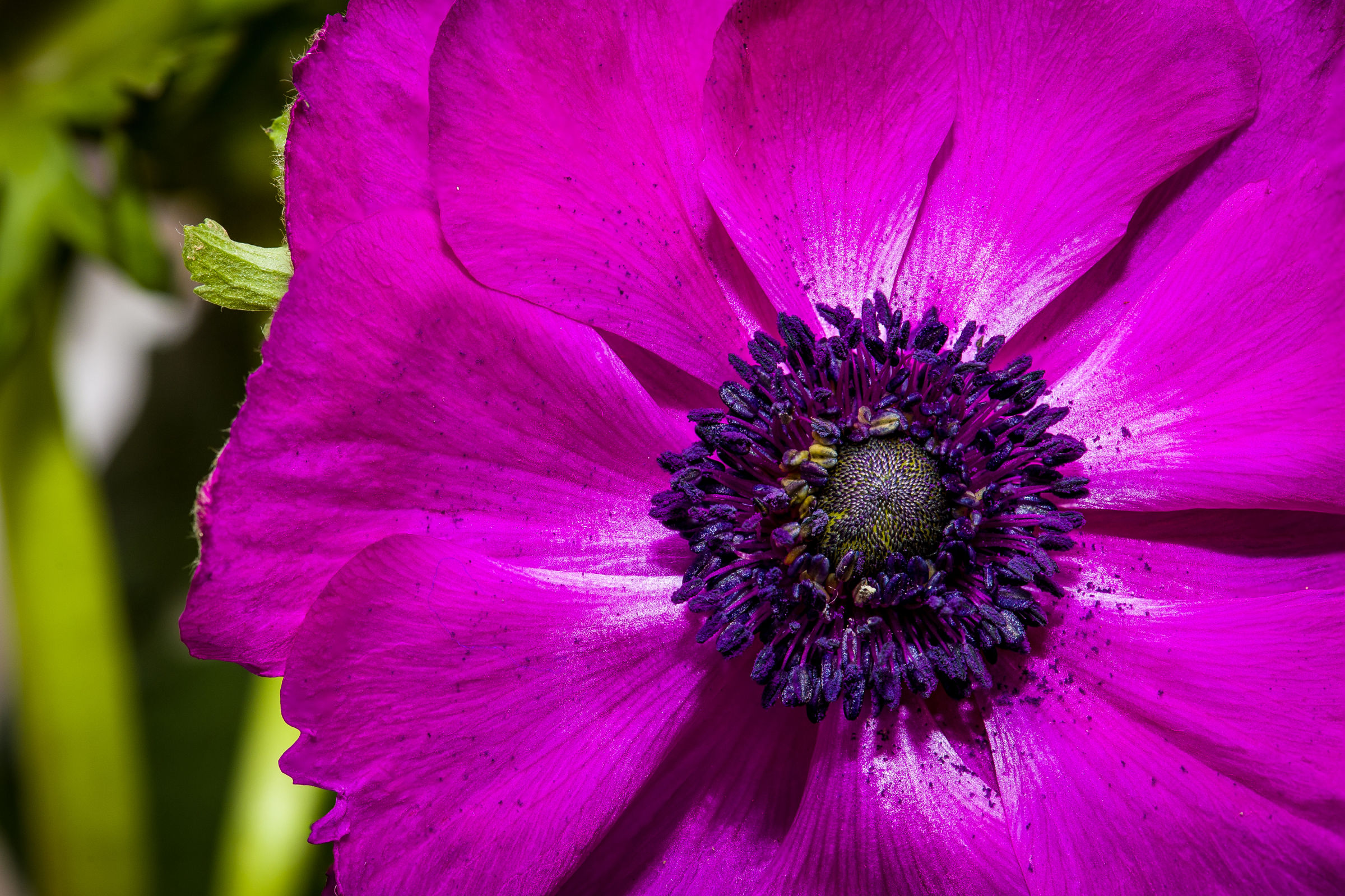 Anemone fucsia