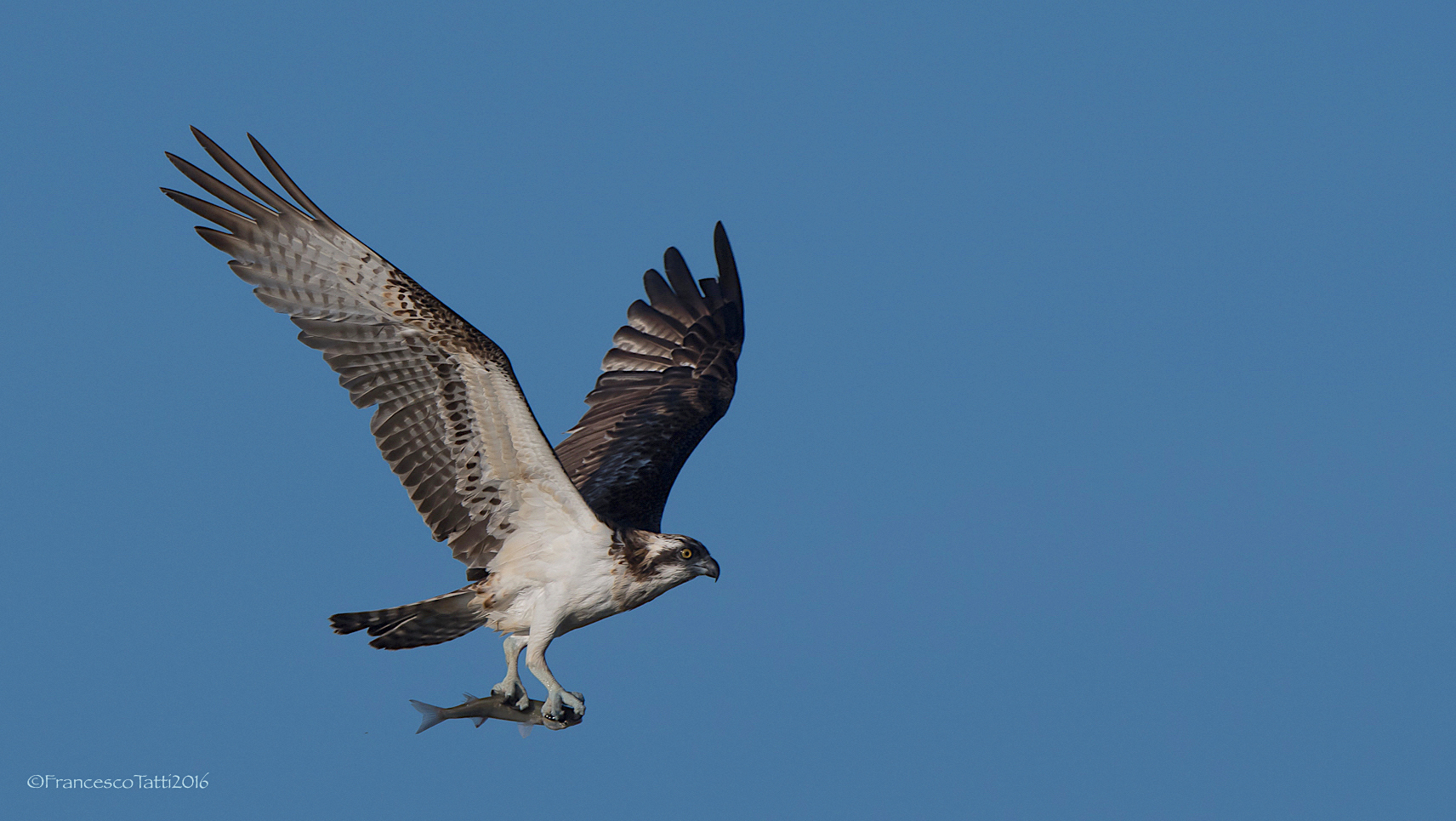 Osprey