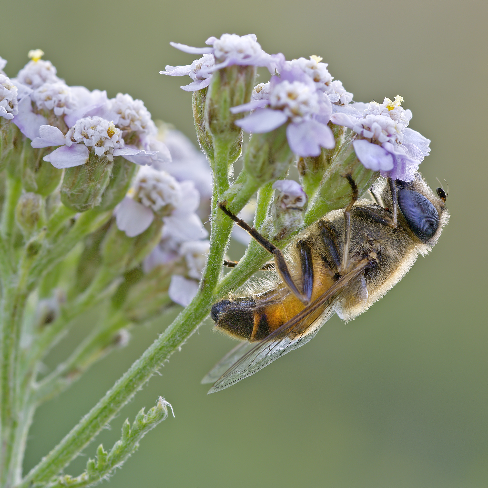Two faces among the flowers