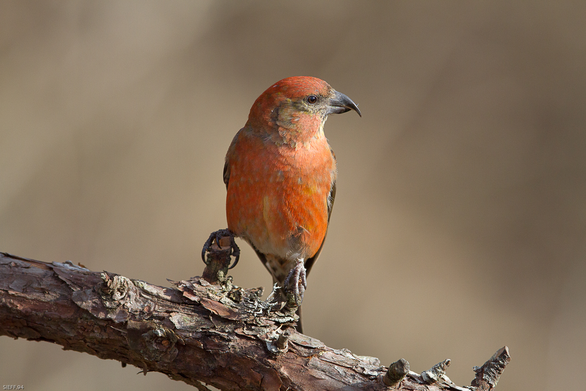 oggi croceri a nastro hihi