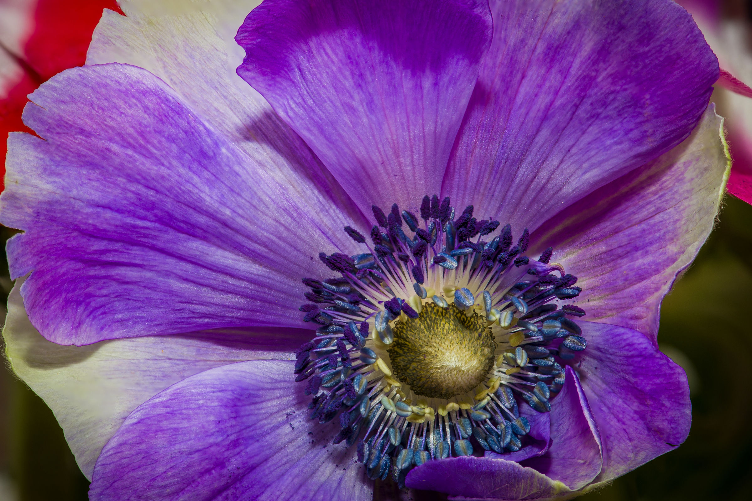 Anemone viola
