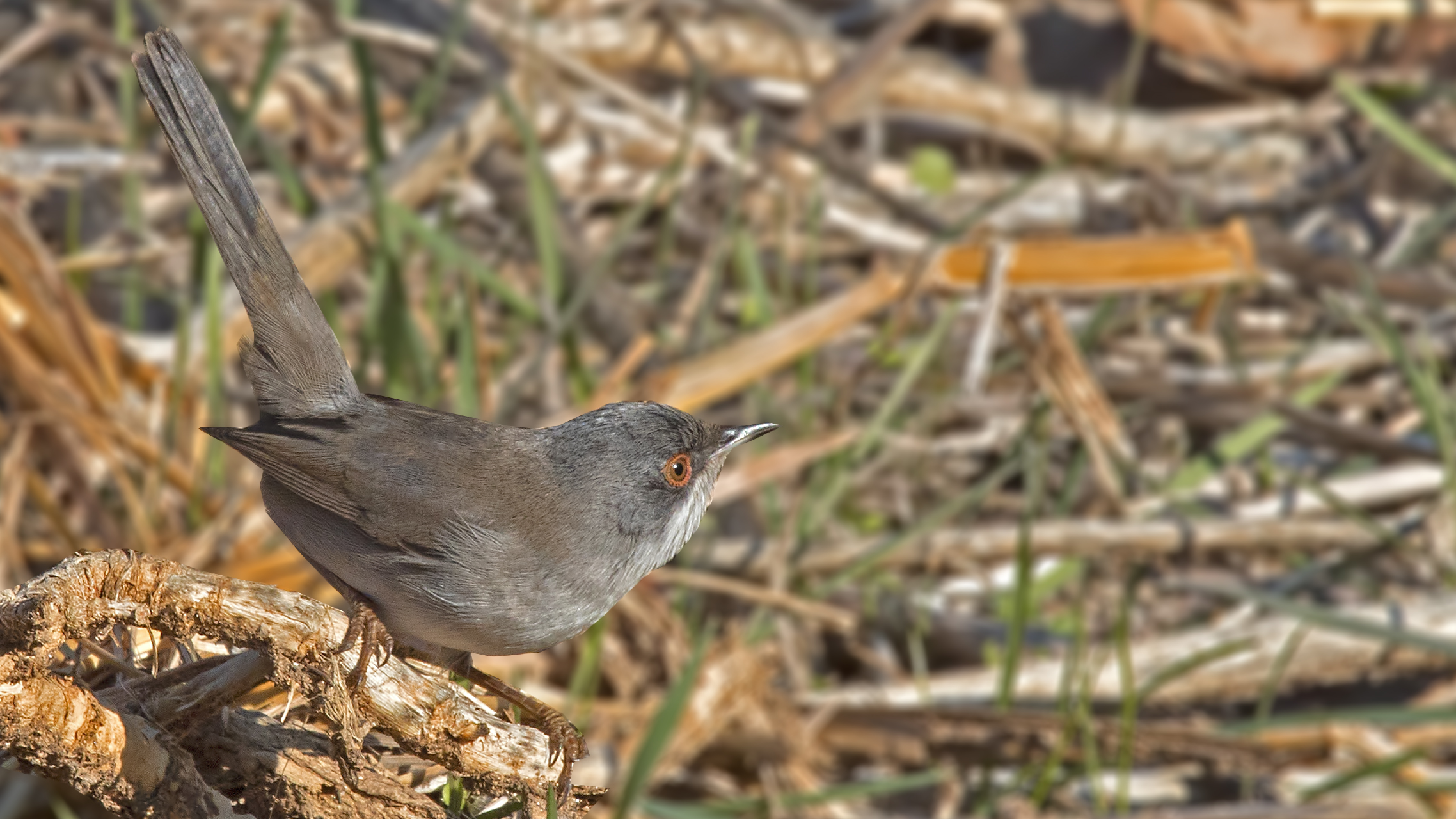 Sardegna Warbler