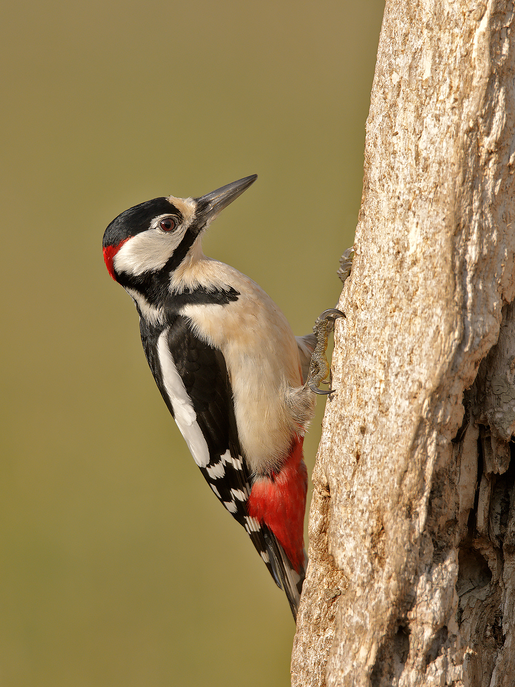 Woody Woodpecker