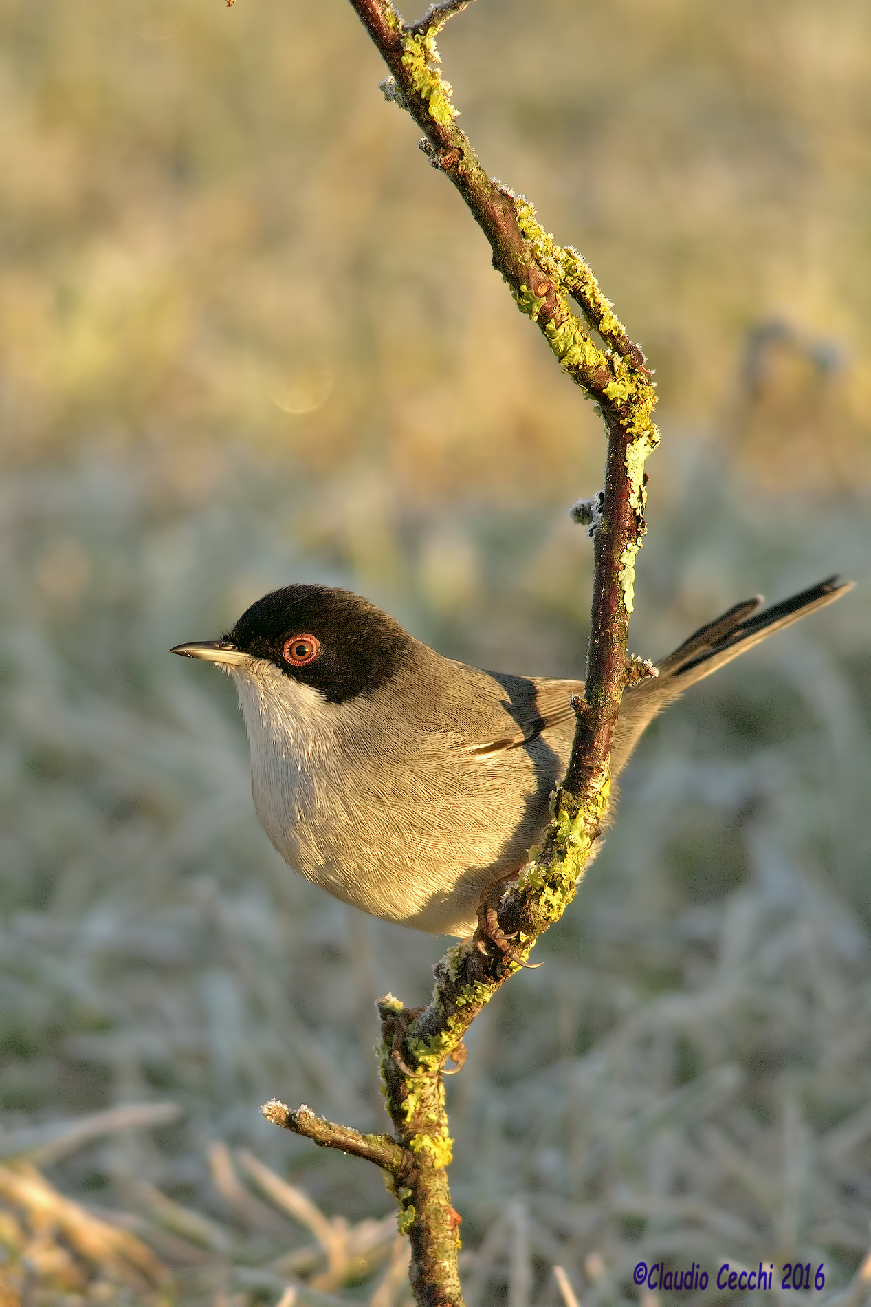 Warbler on twig