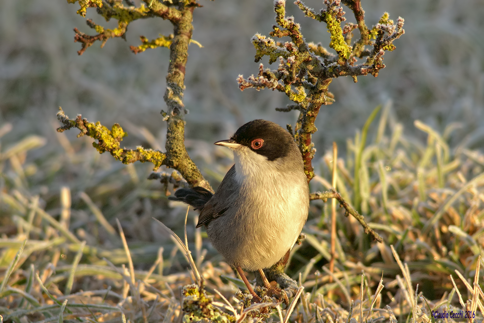 Warbler with hoarfrost