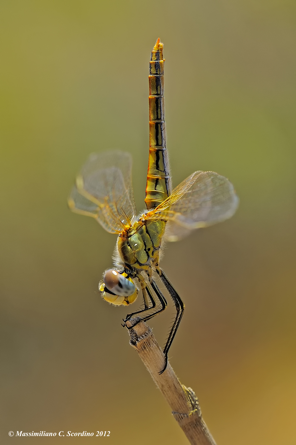 Dragonfly