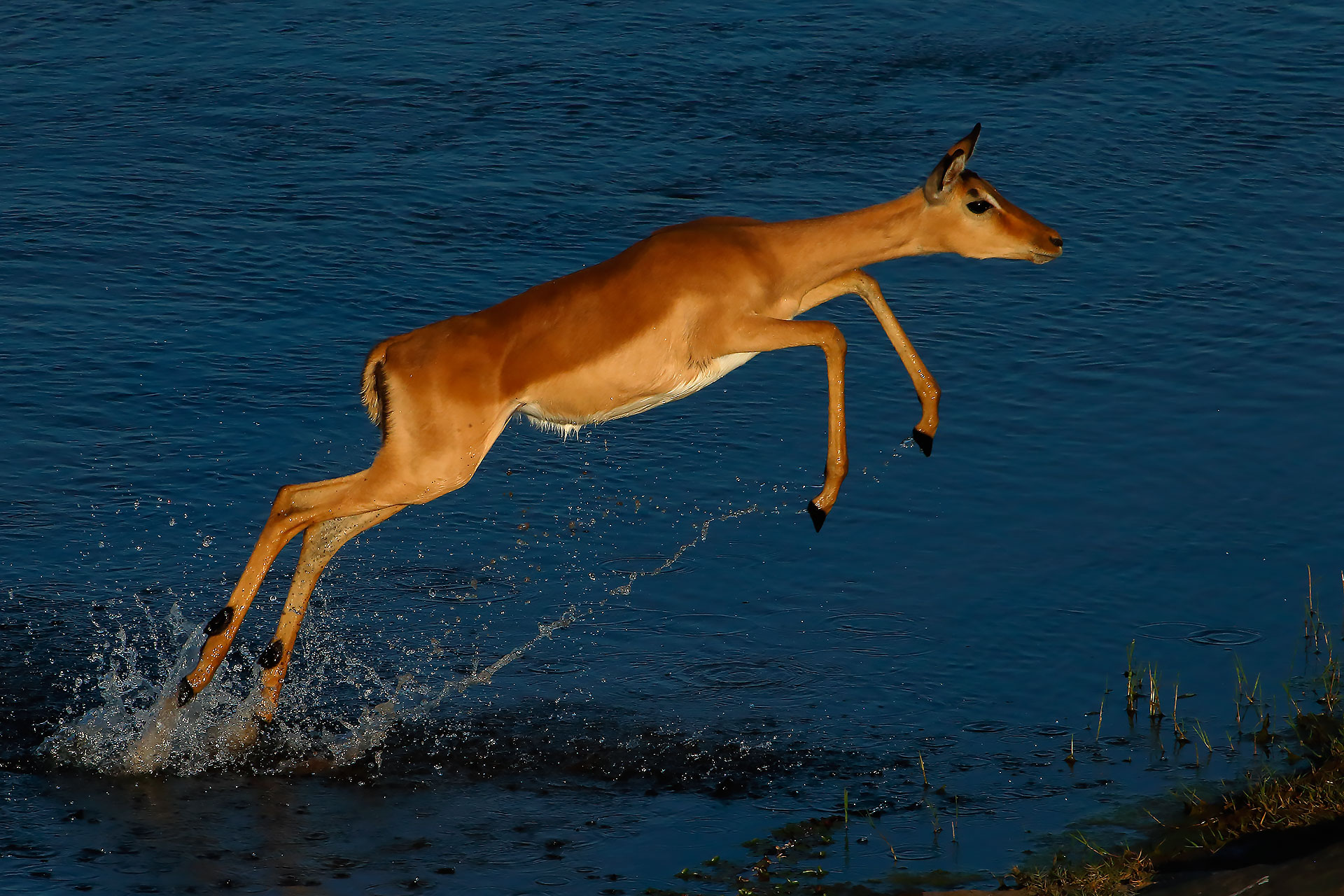 Impala Jumping