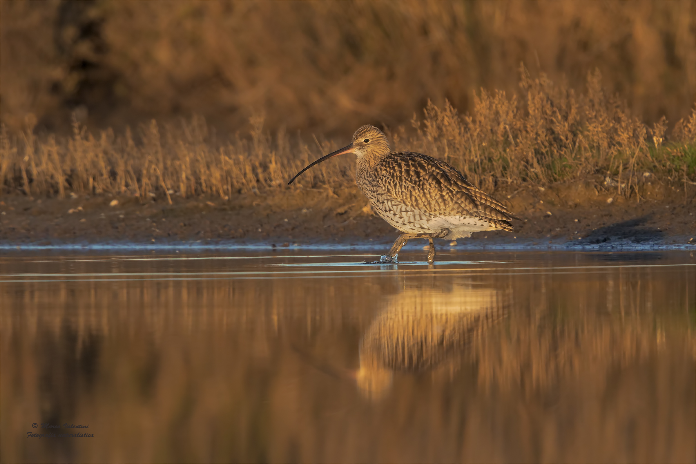 curlew away