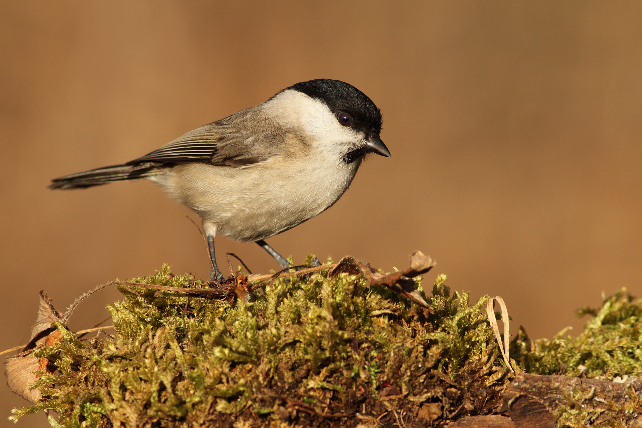 Marsh Tit