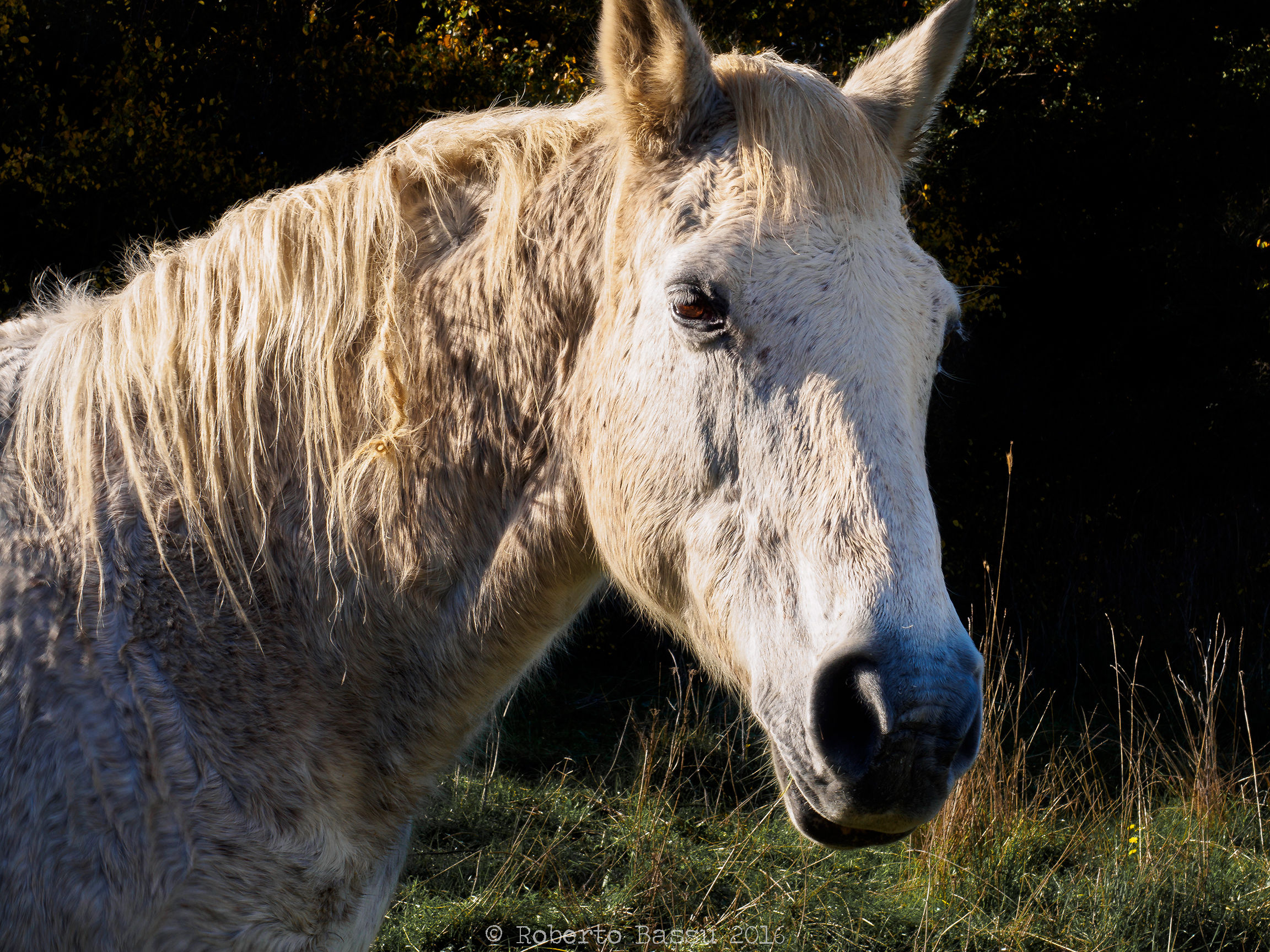 Cavallo bianco di Osilo