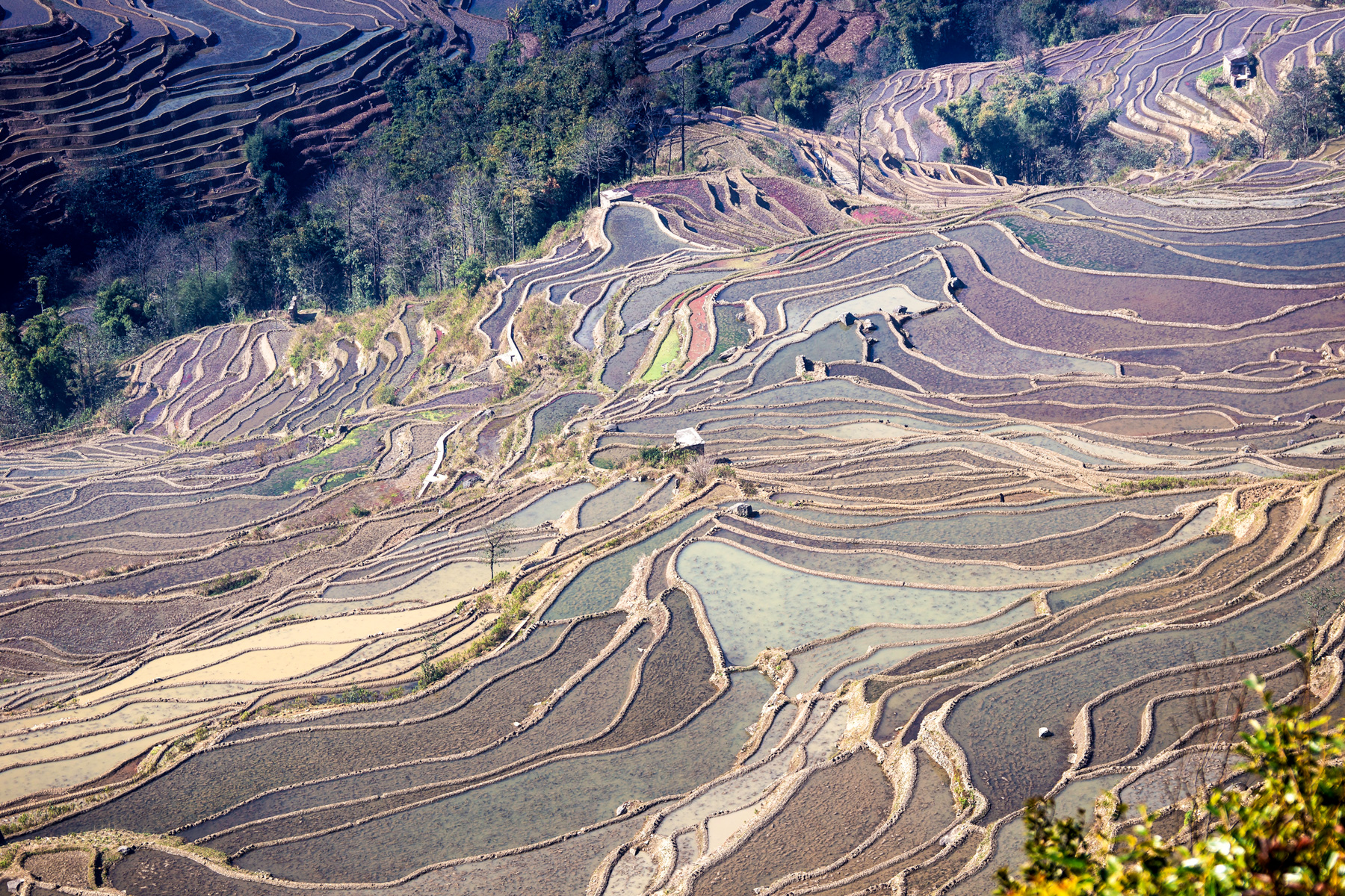 China rice terraces