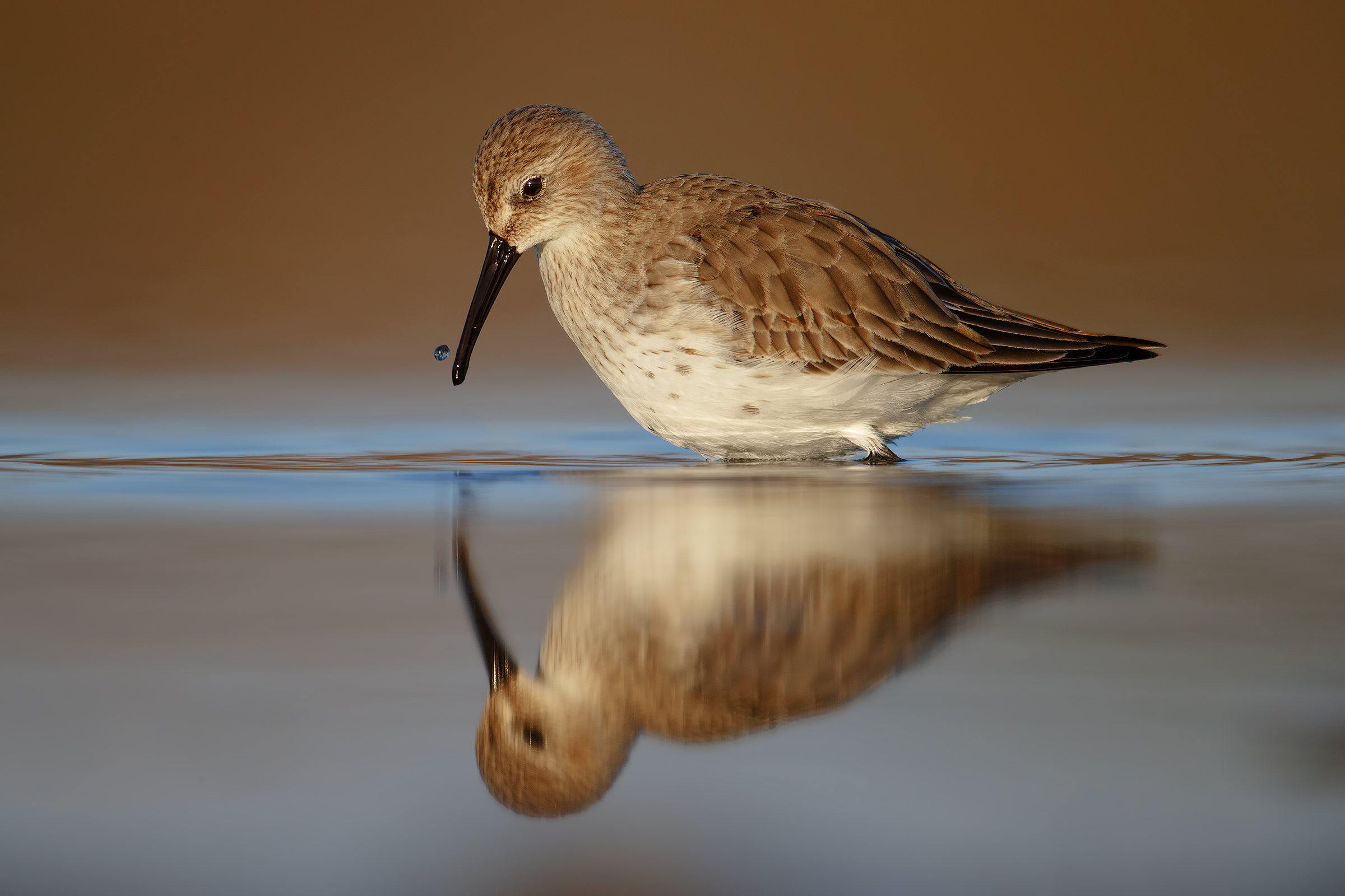 Piovanello Pancianera