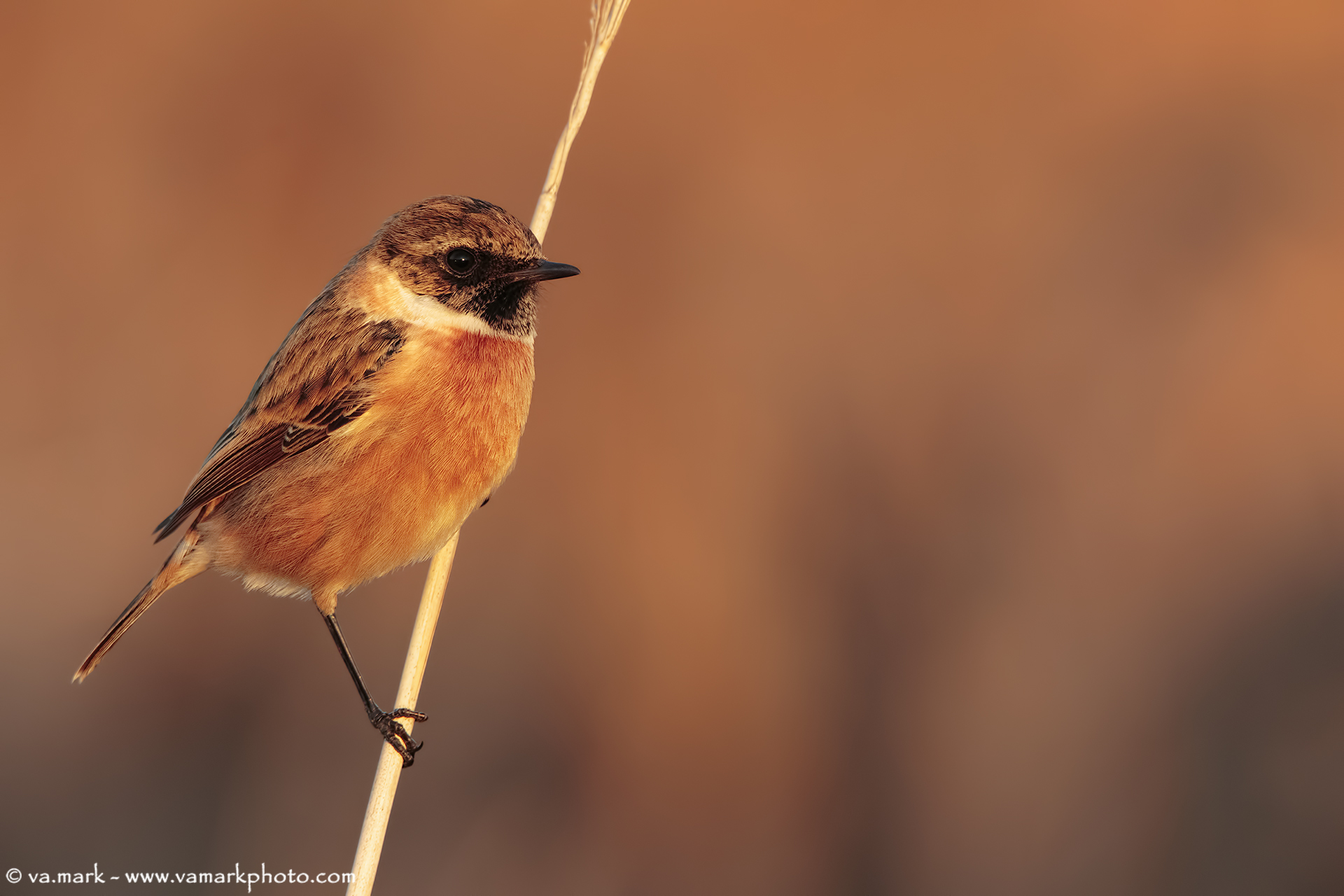 stonechat