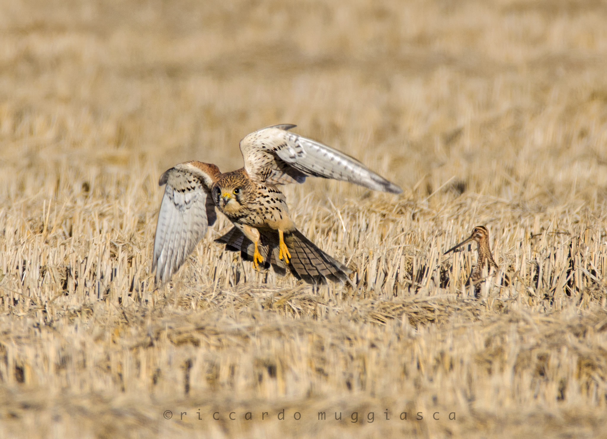 Kestrel with Snipe