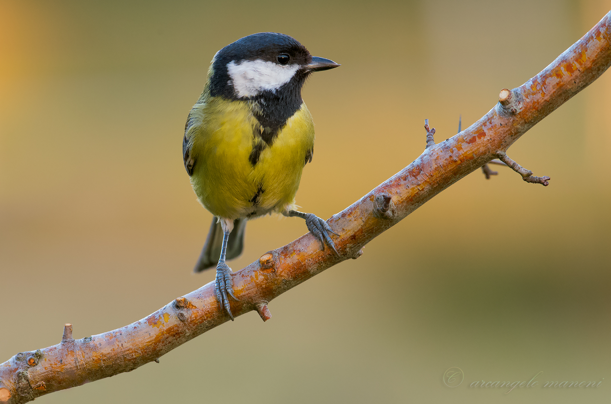 Cinciallegra al nuovo capanno 2017