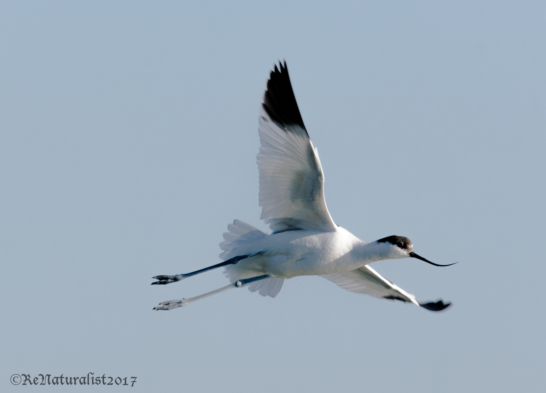 Avocet in flight