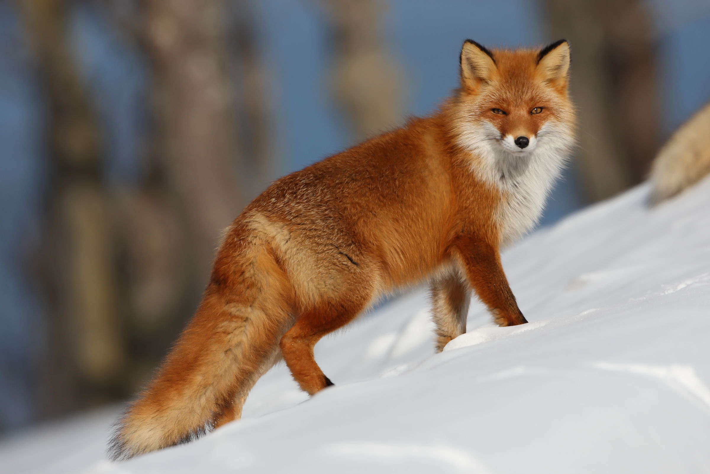 Bellezza ipnotica....