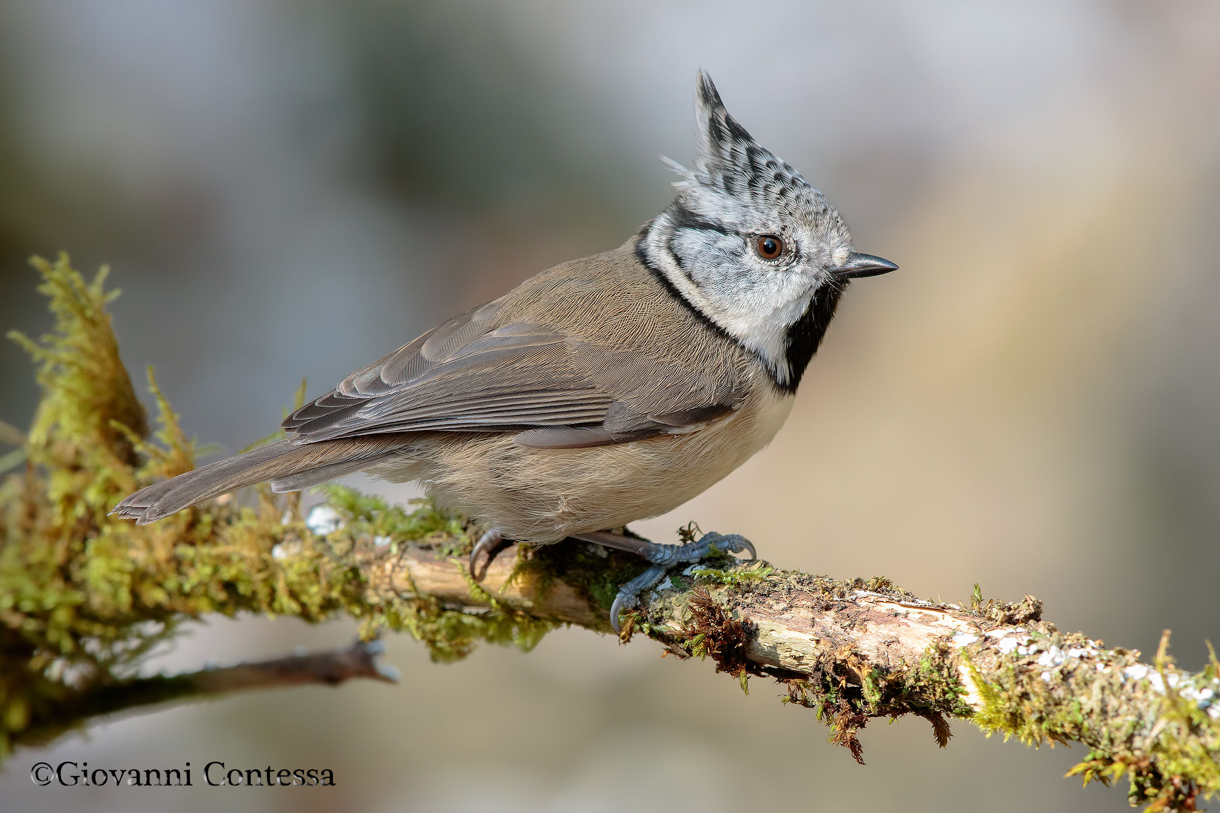 Crested Tit