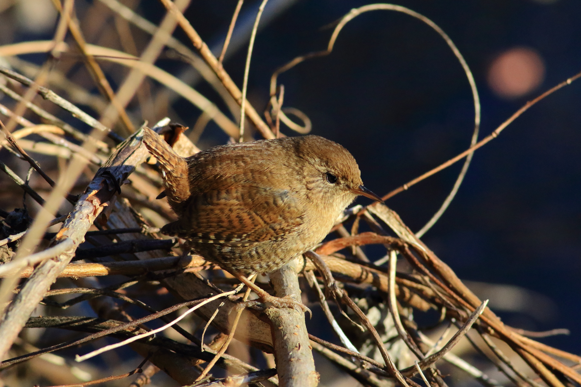 Wren