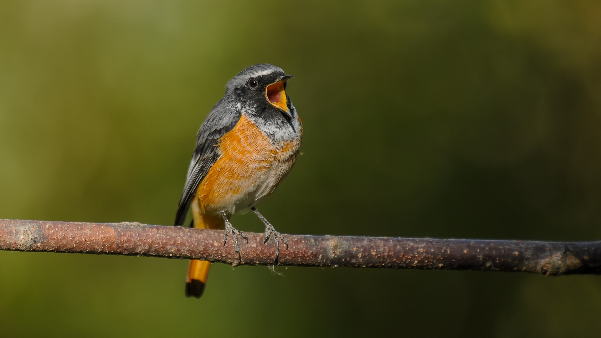 Common Redstart / Phoenicurus phoenicurus