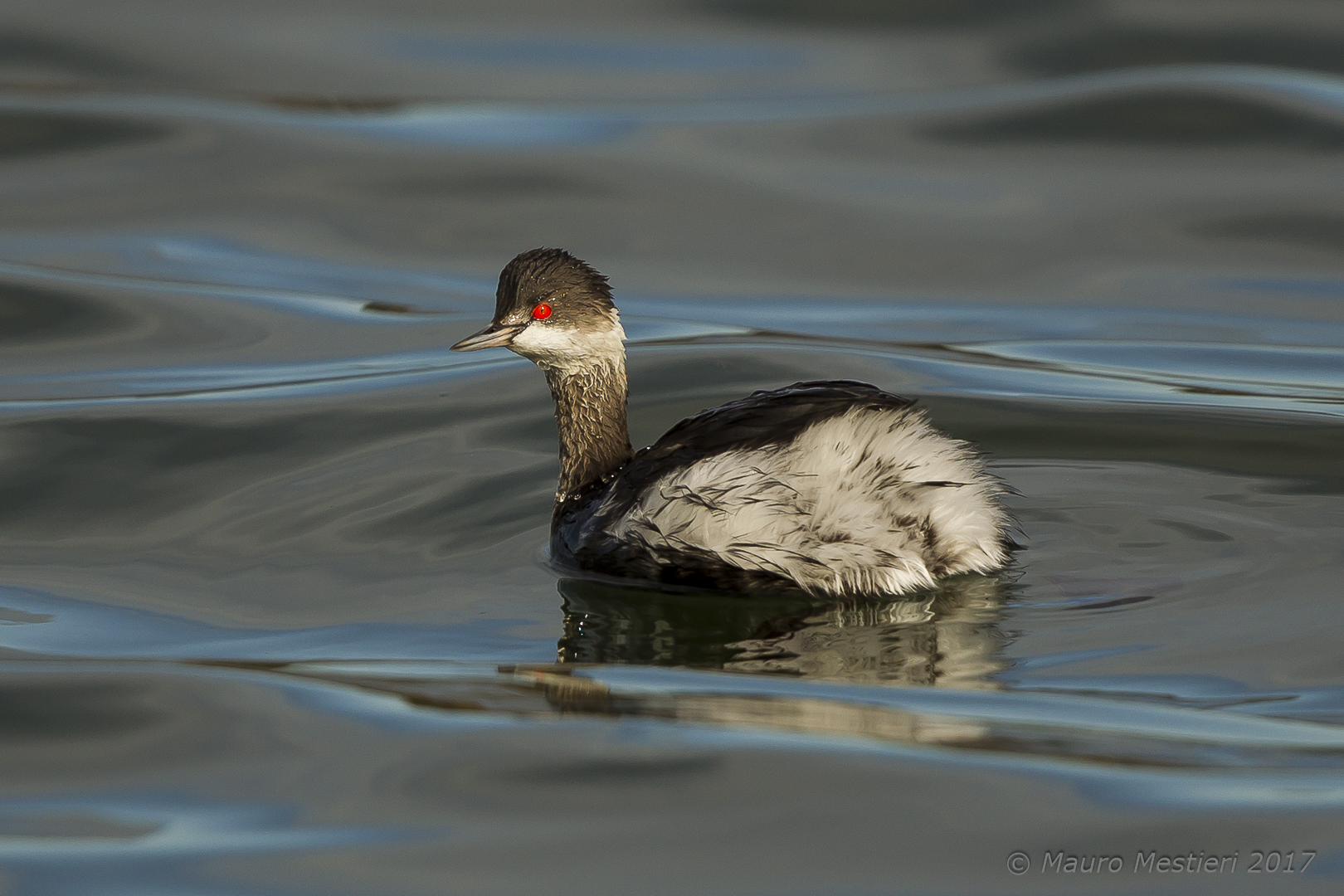 necked grebe