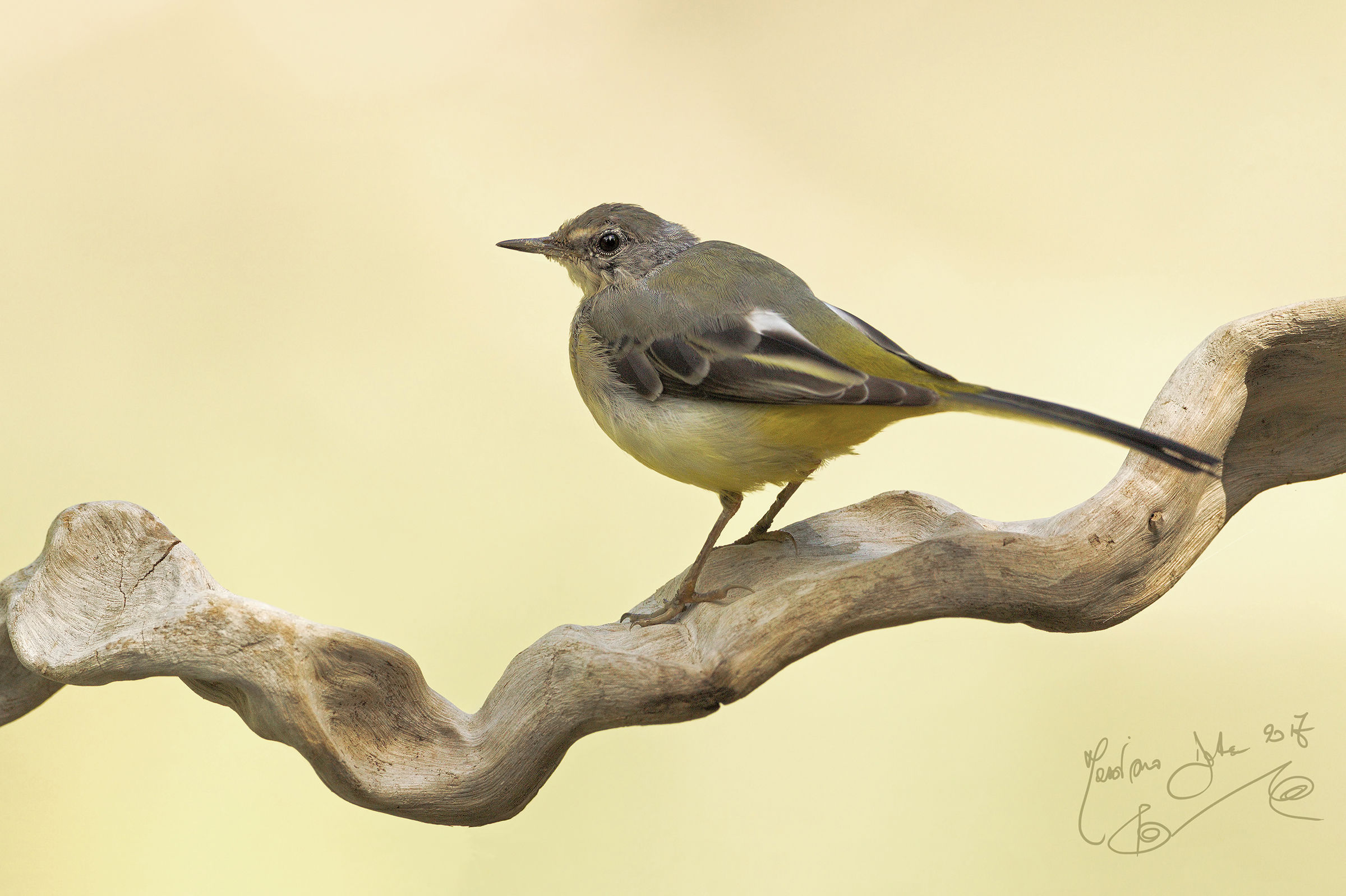 yellow wagtail