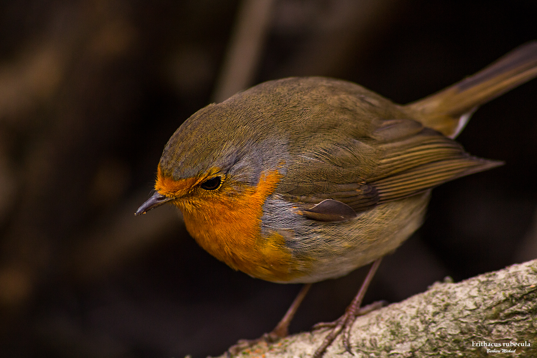 Robin