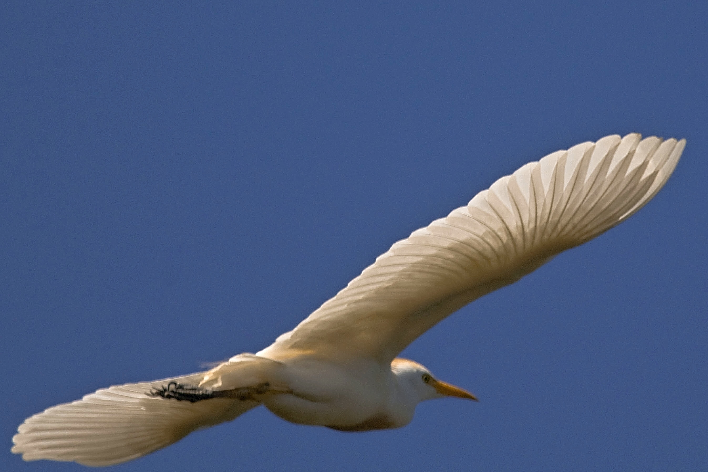 the flight of the egret