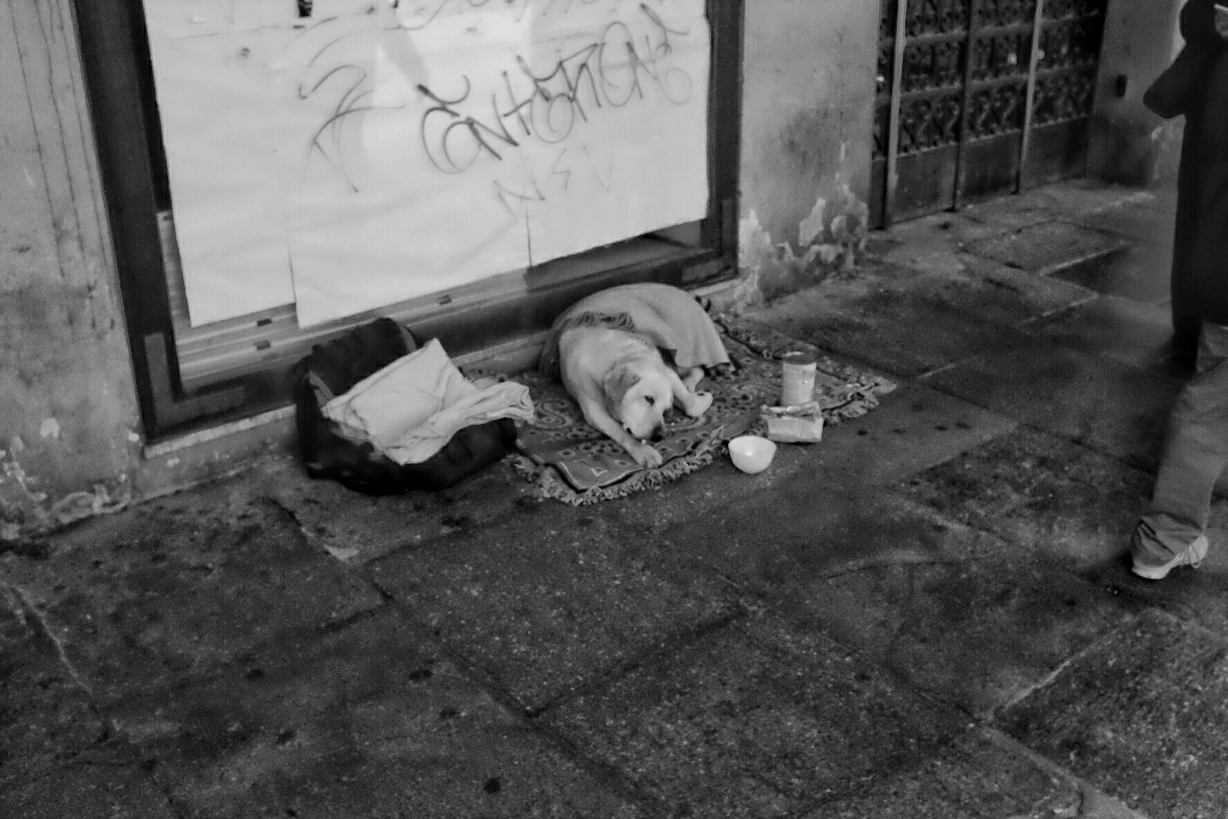 Non datemi soldi.voglio solo un osso