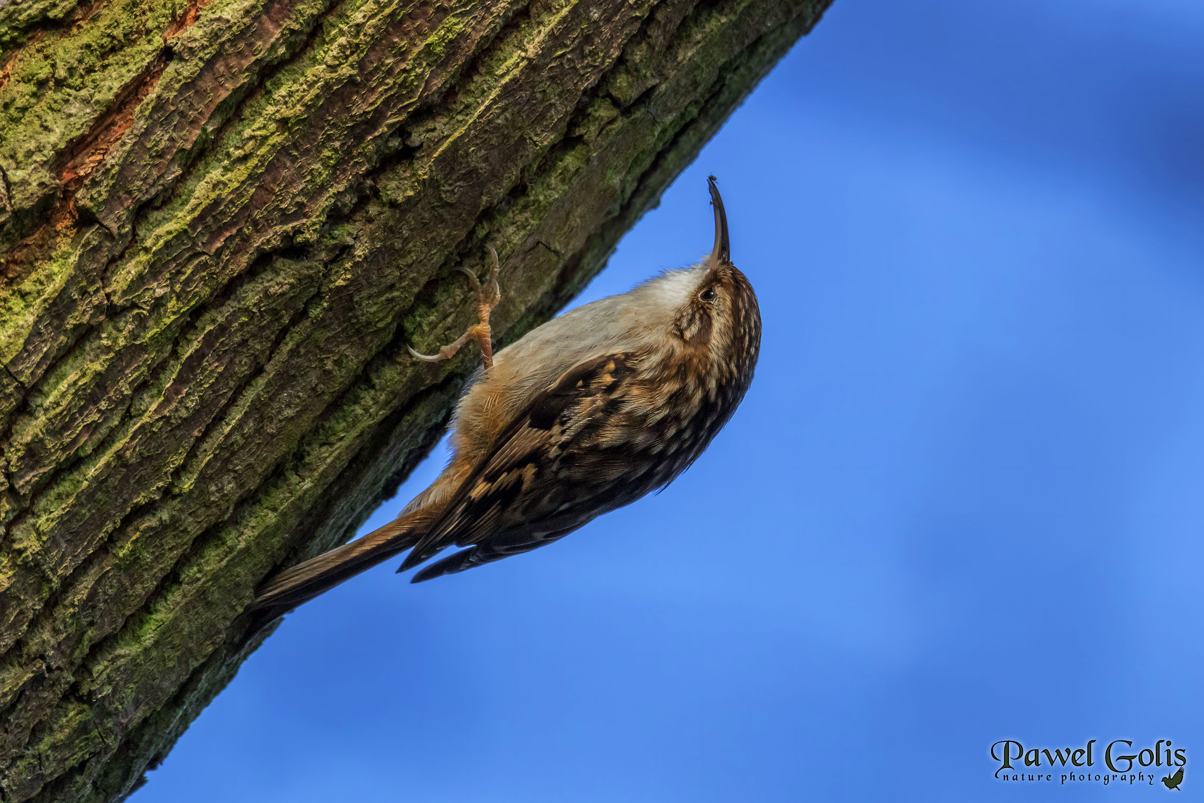 Treecreeper (Certhia familiaris)