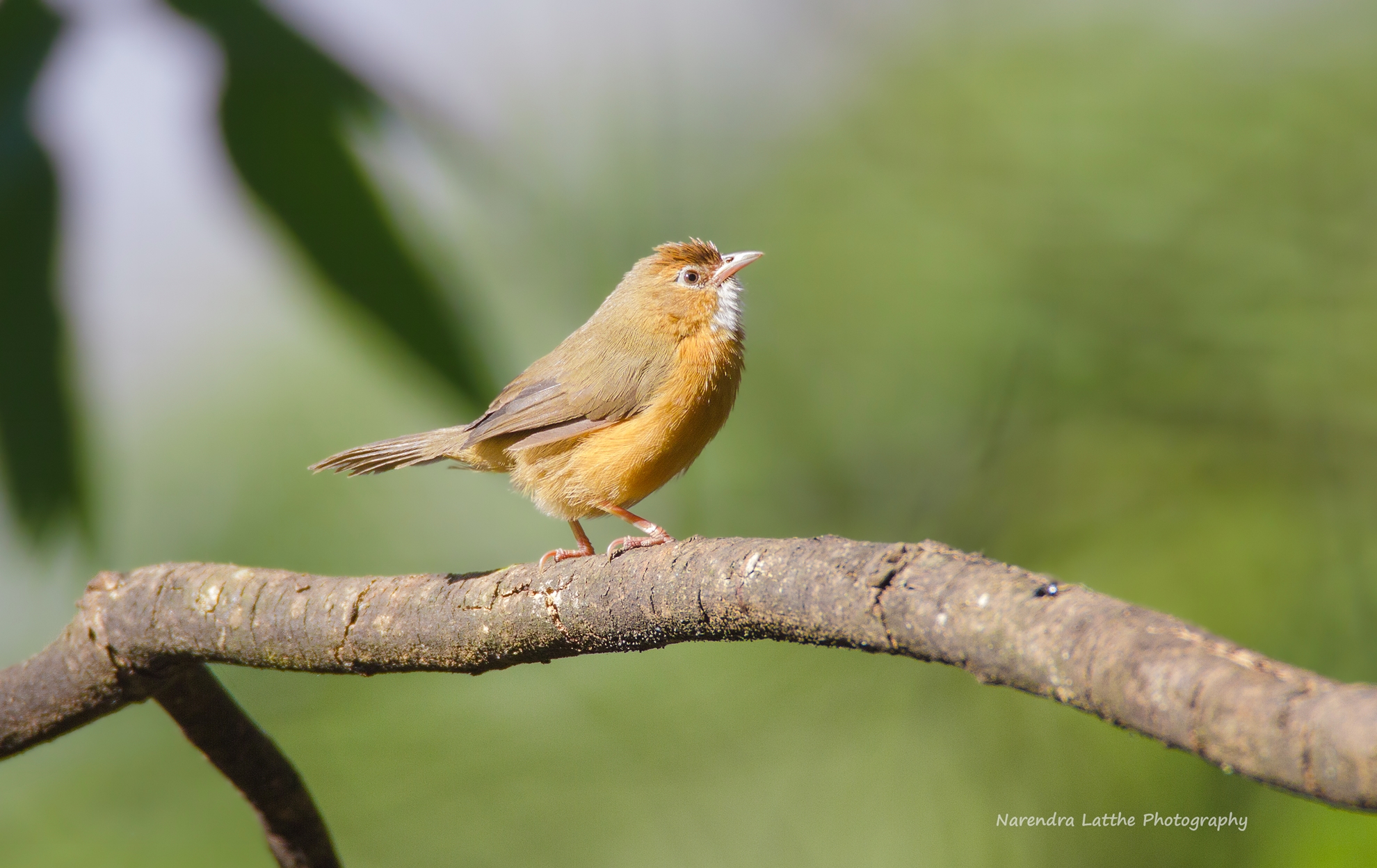 Tawny Bellied Babbler